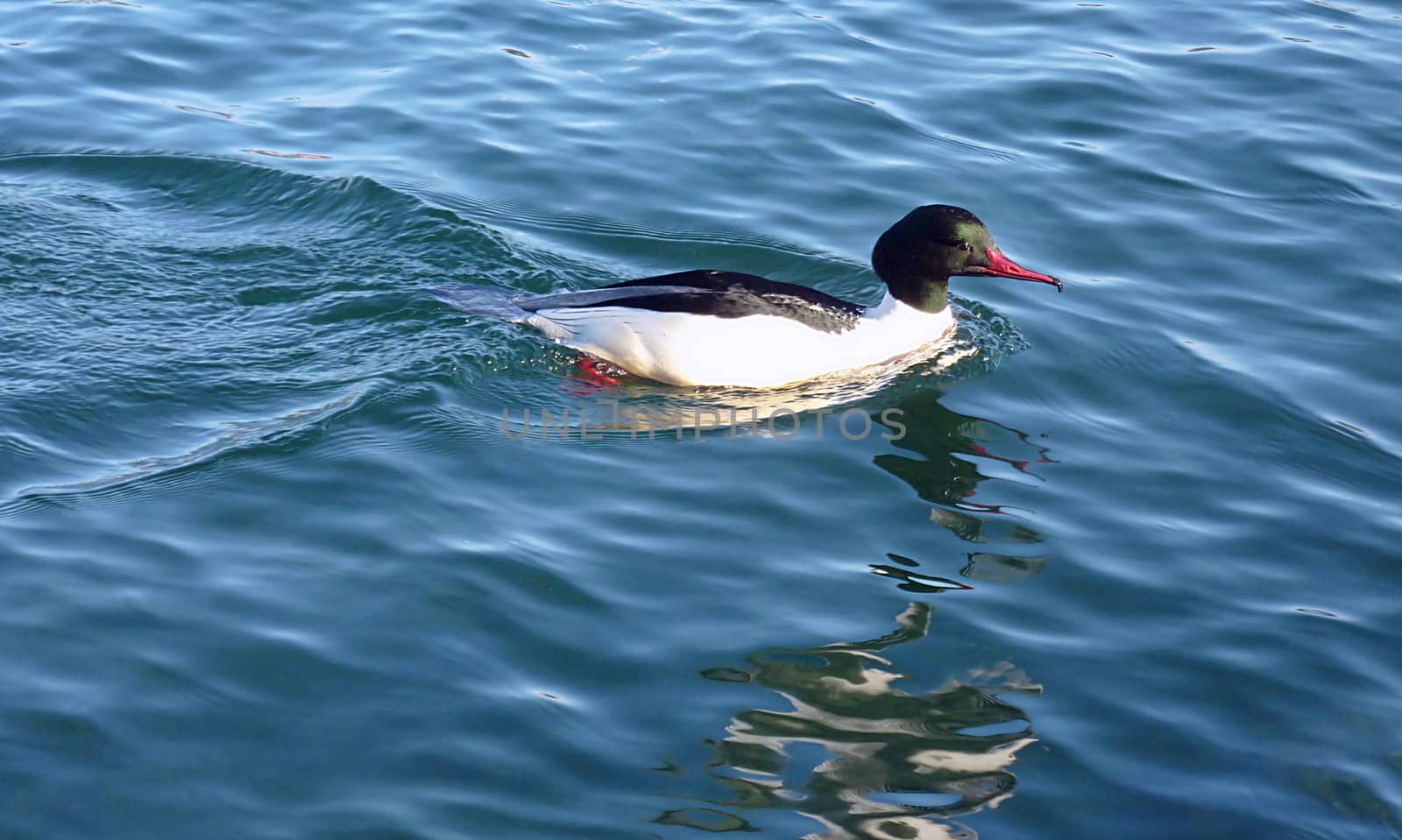 Black and whiter goosander male duck swimming on the water