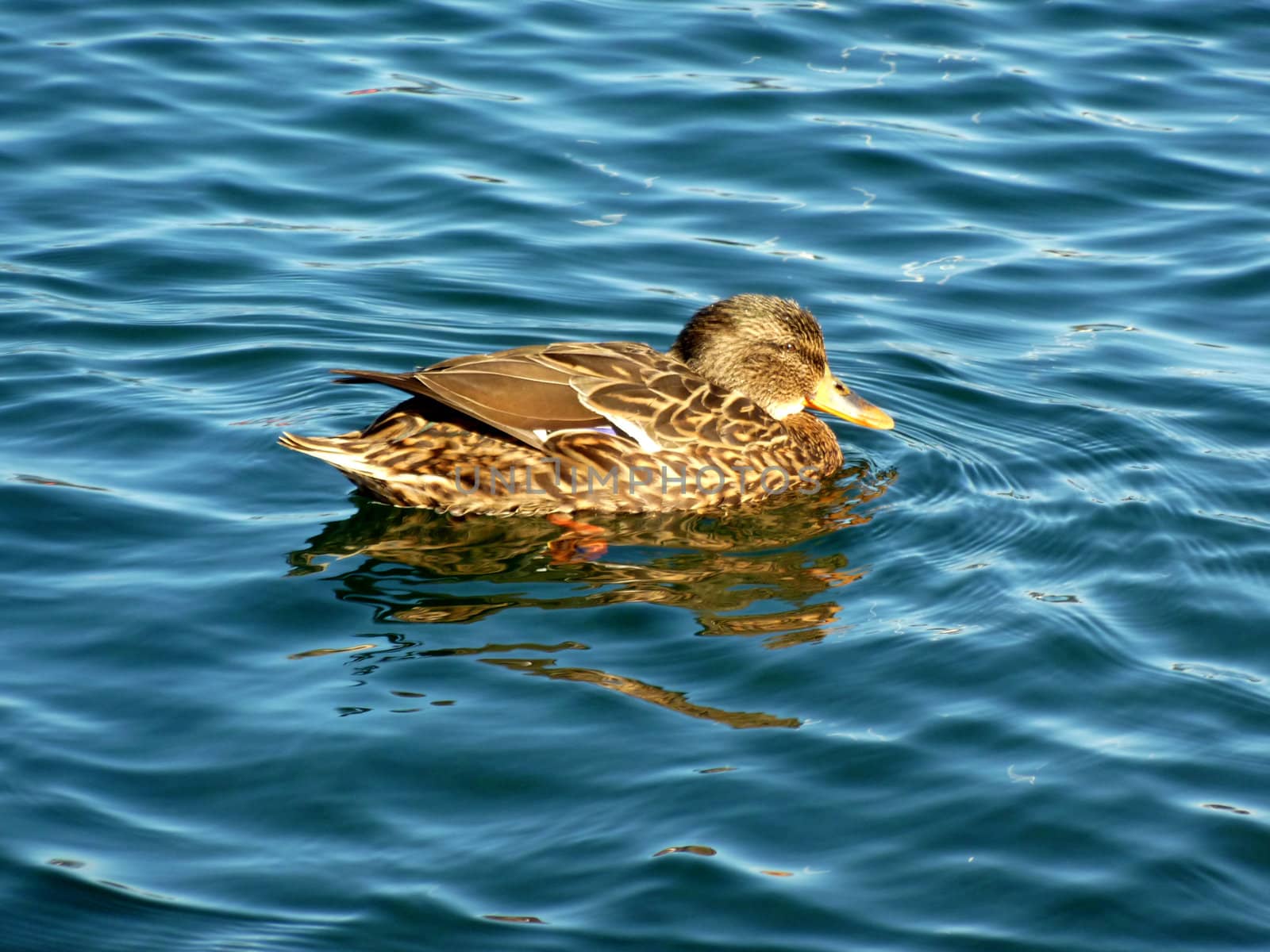 Brown mallard duck floating on water
