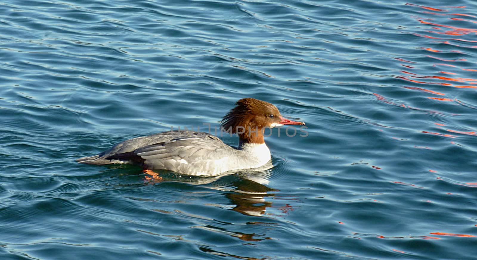 Goosander female duck floating on water