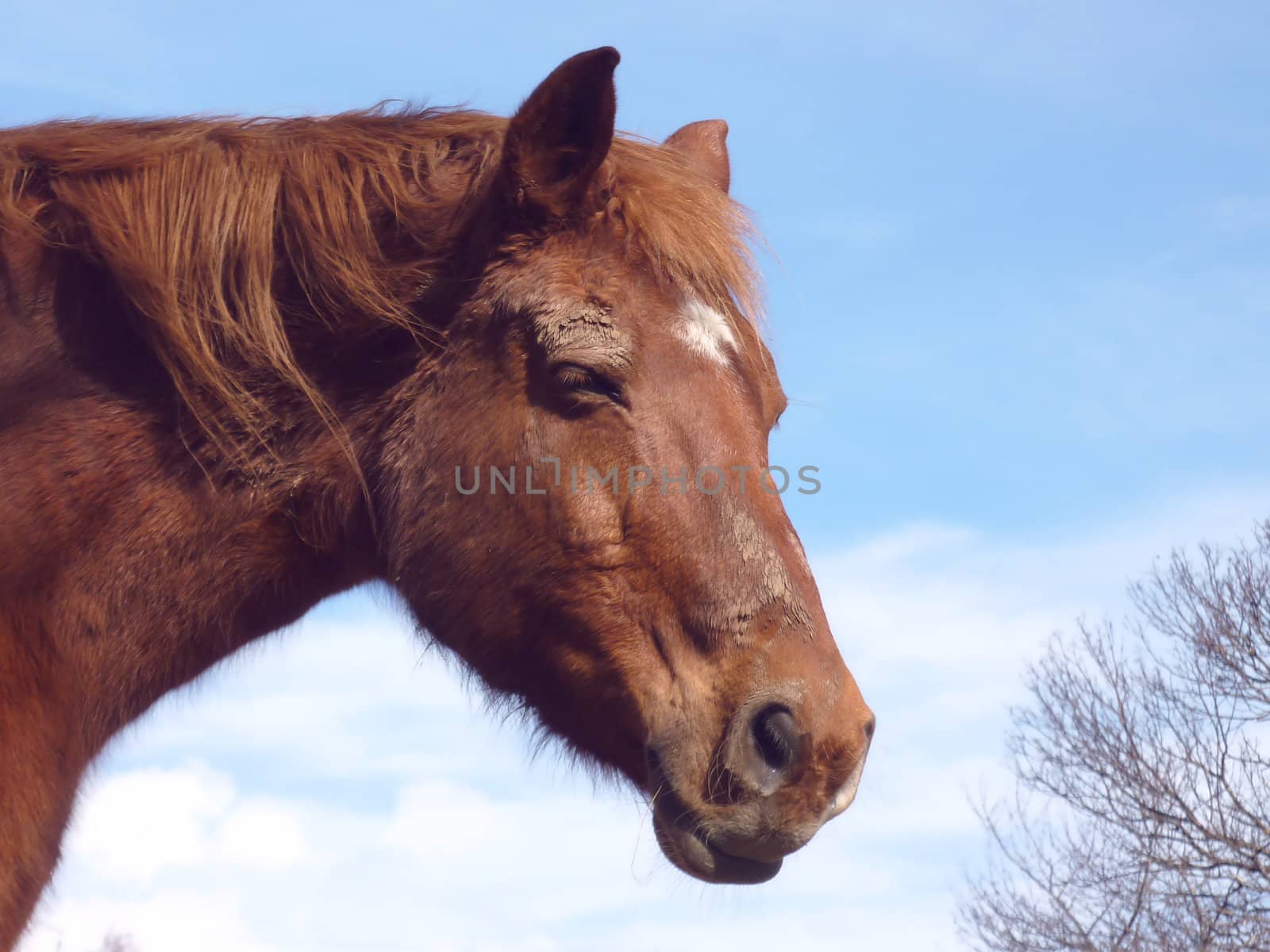 Head of a brown horse by beautiful weather with little clouds