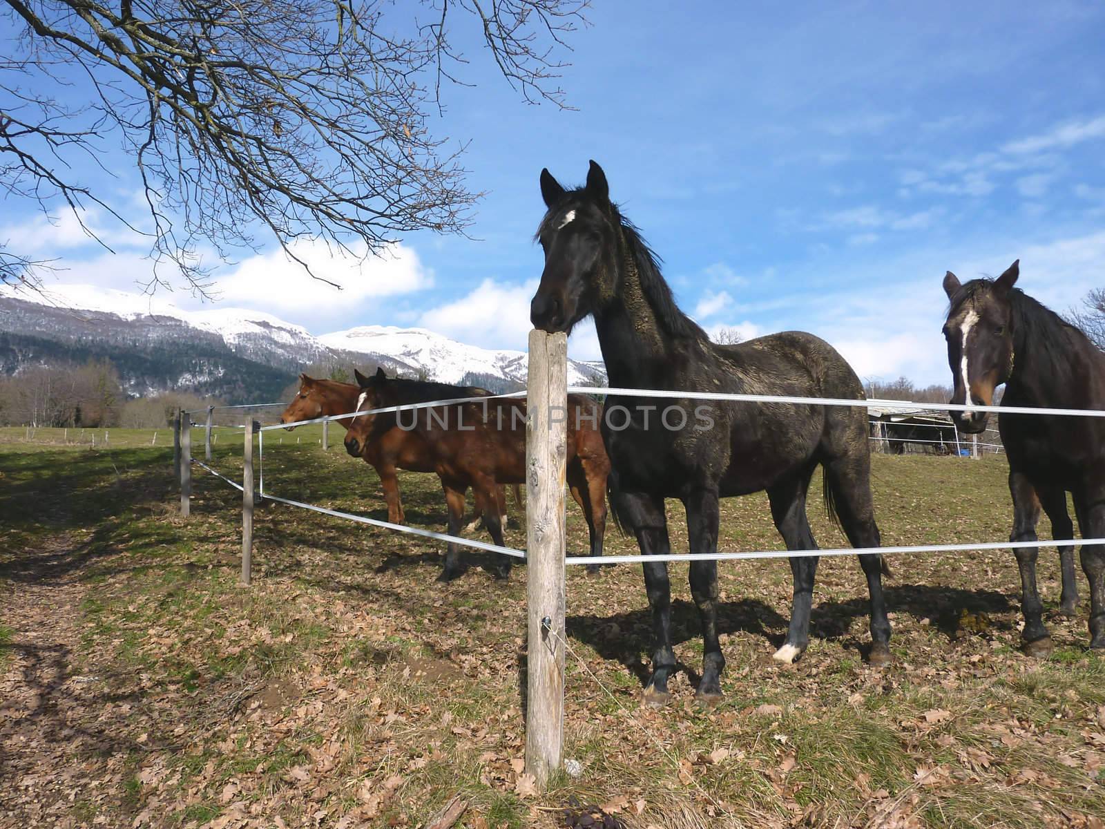 Many horses behind a fence in a meadow by beautiful weather