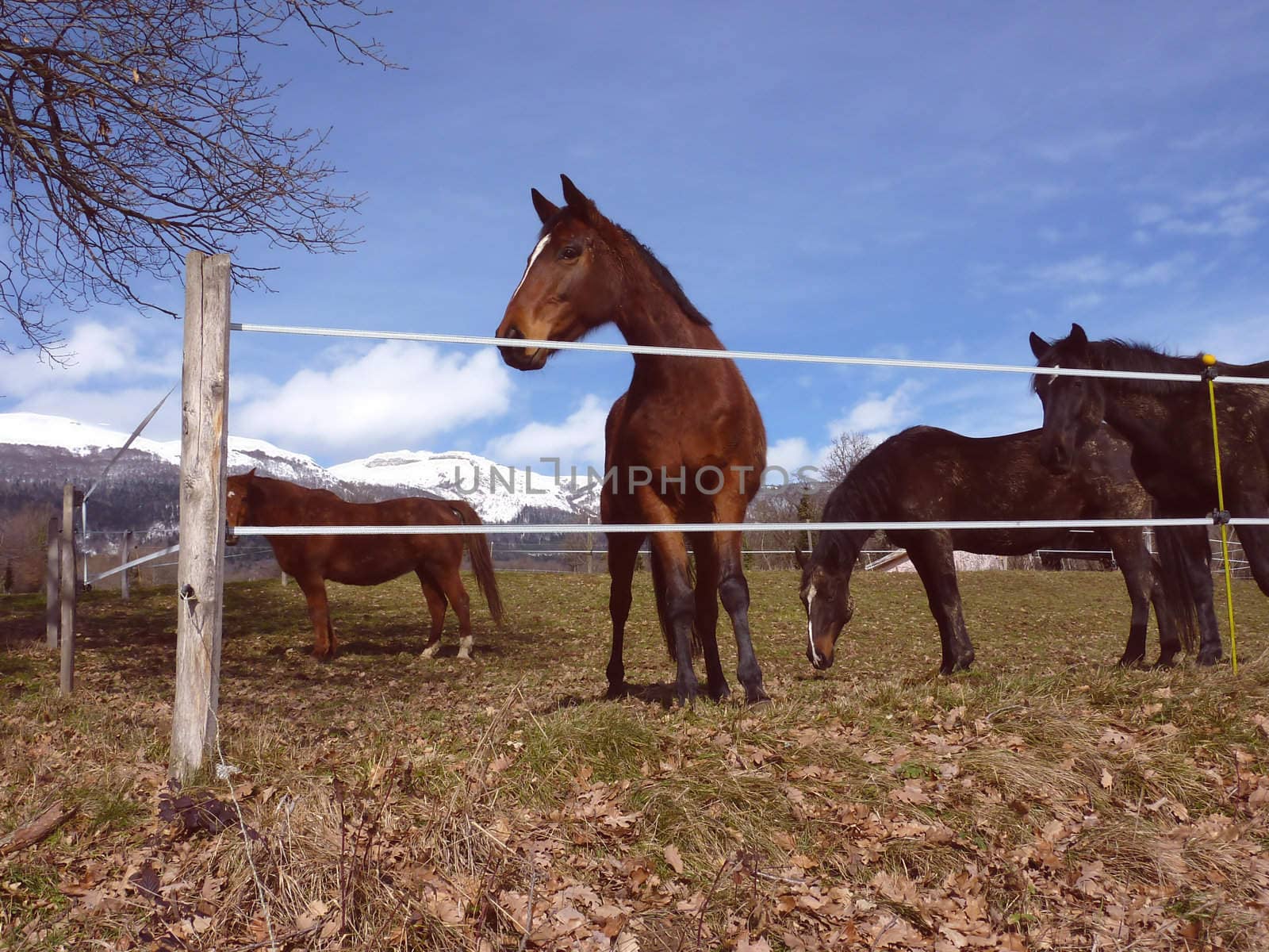 Many black and brown horses behind a fence in a meadow by beautiful weather