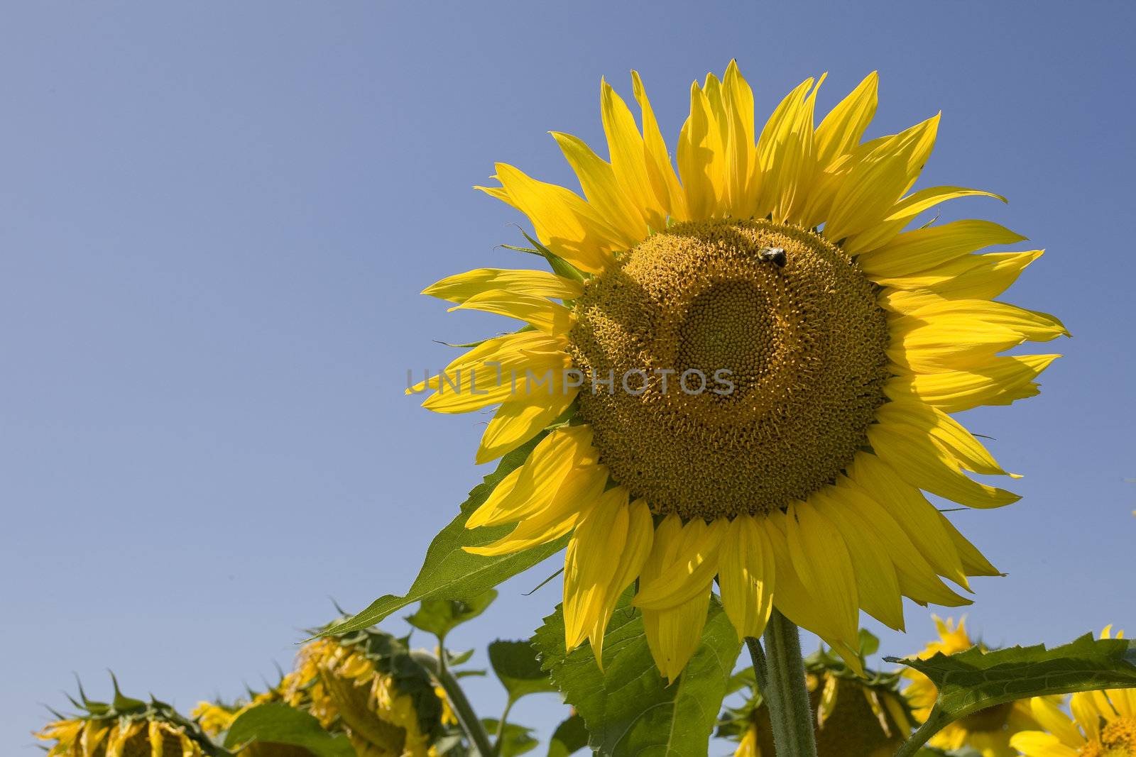 Color Image of bright yellow sun flower with bees