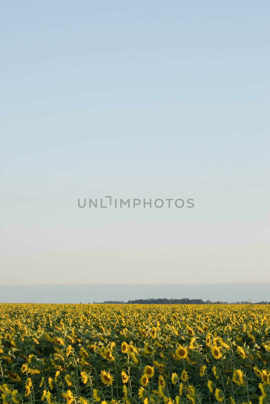A sunflower field with copyspace in the sky above it