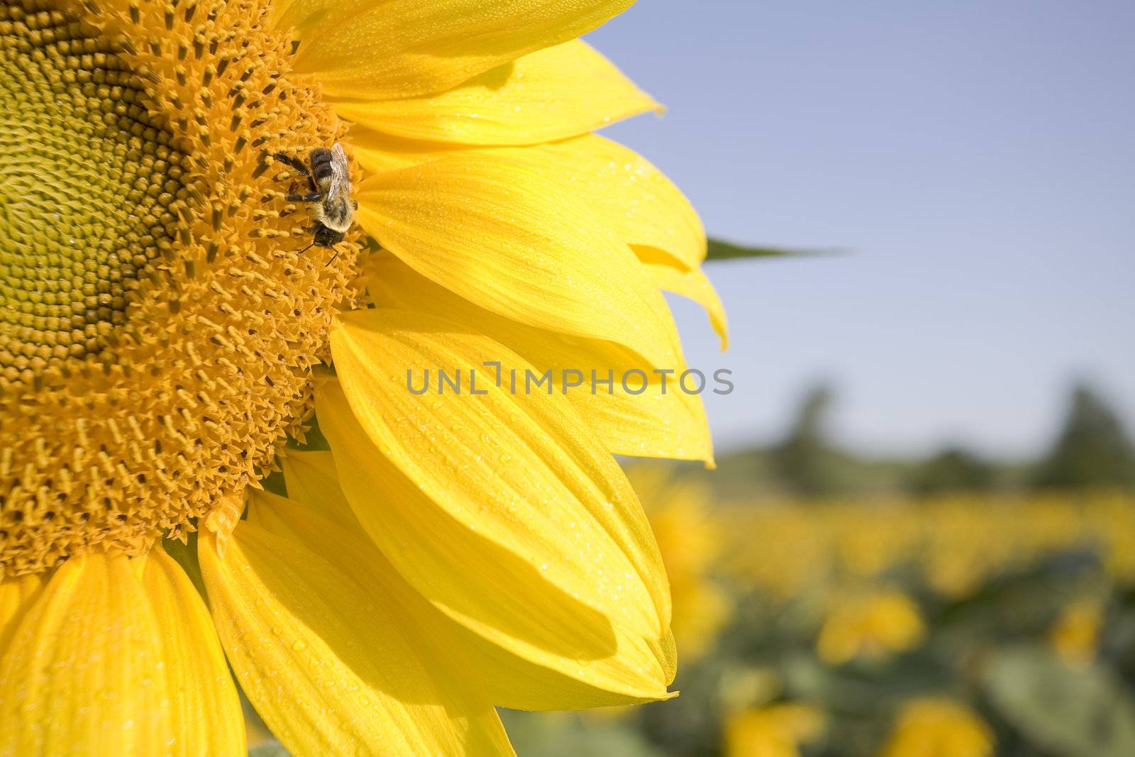 Color Image of bright yellow sun flower with bees