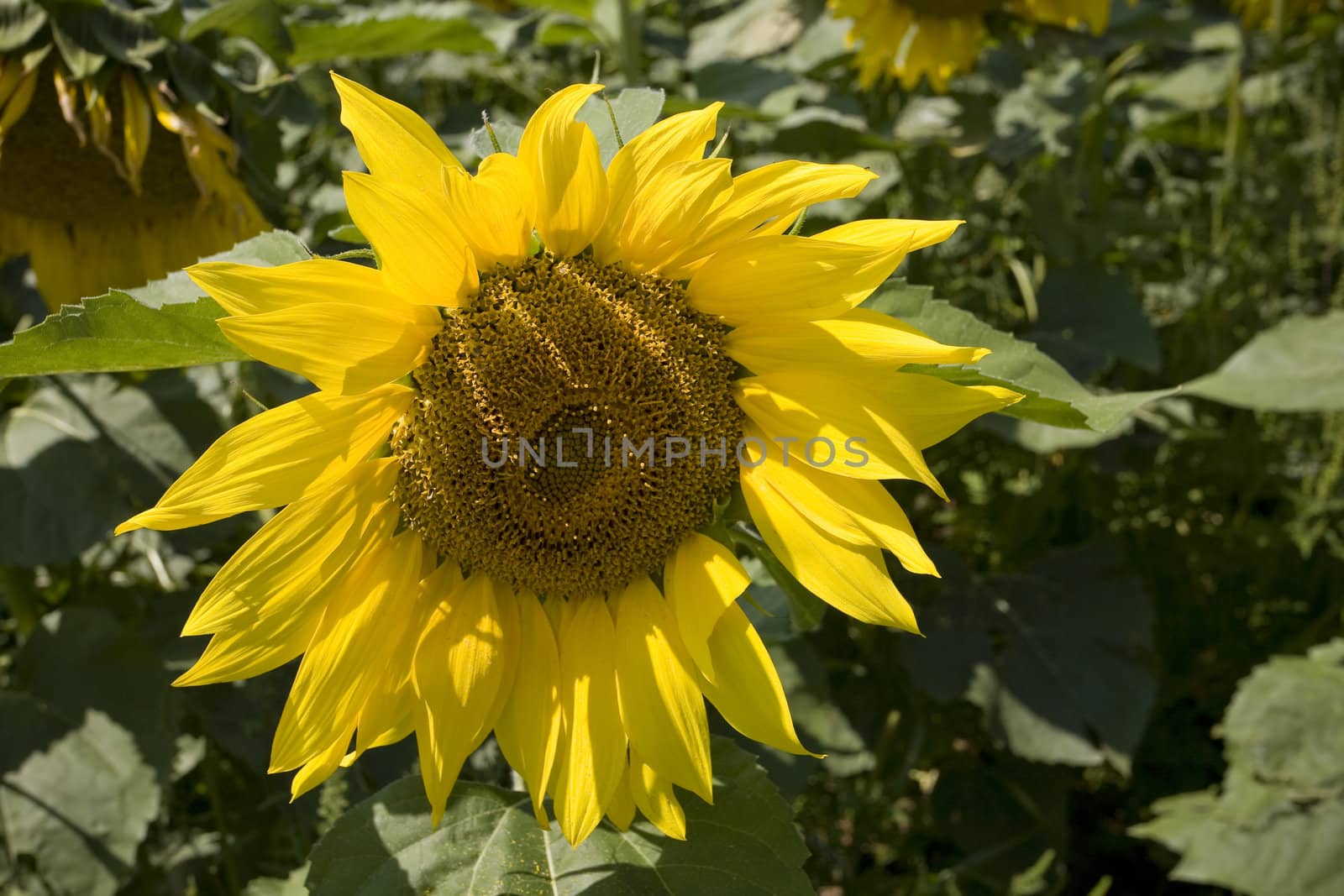 Color Image of bright yellow sun flower