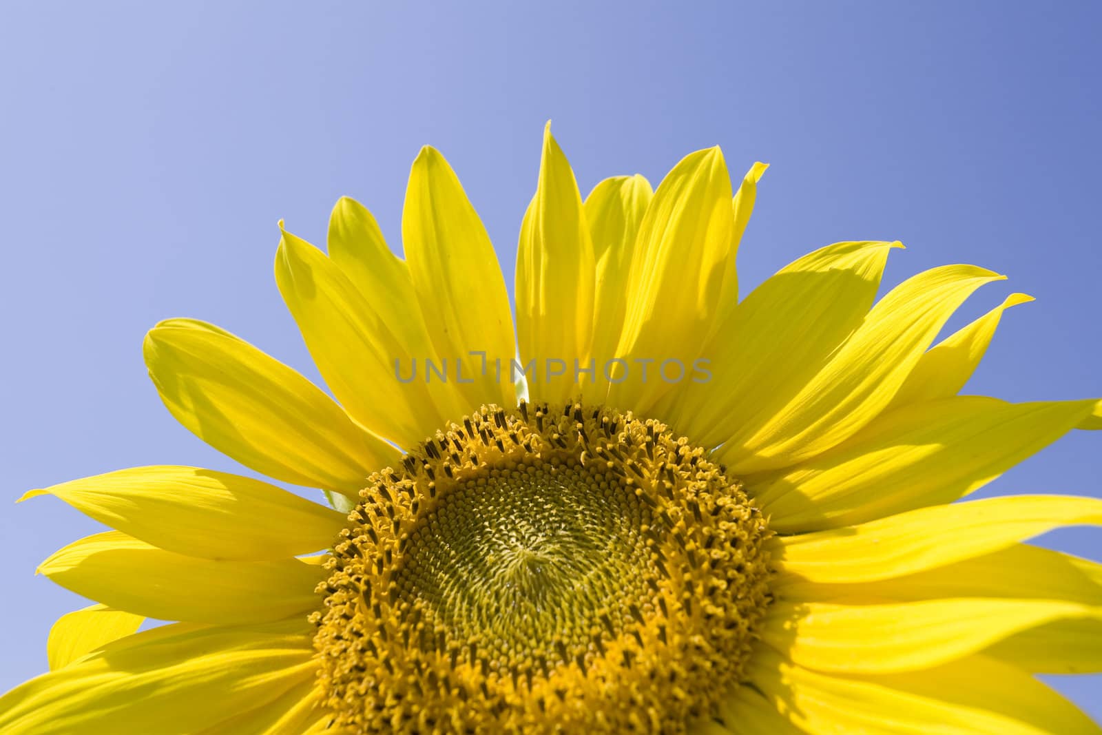 Color Image of bright yellow sun flower