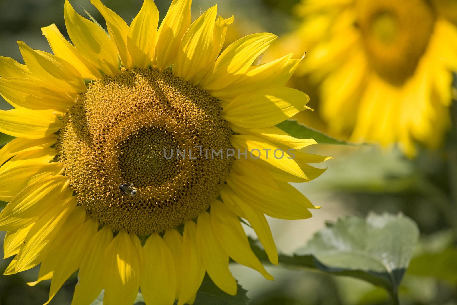 Sunflower by PhotoXite