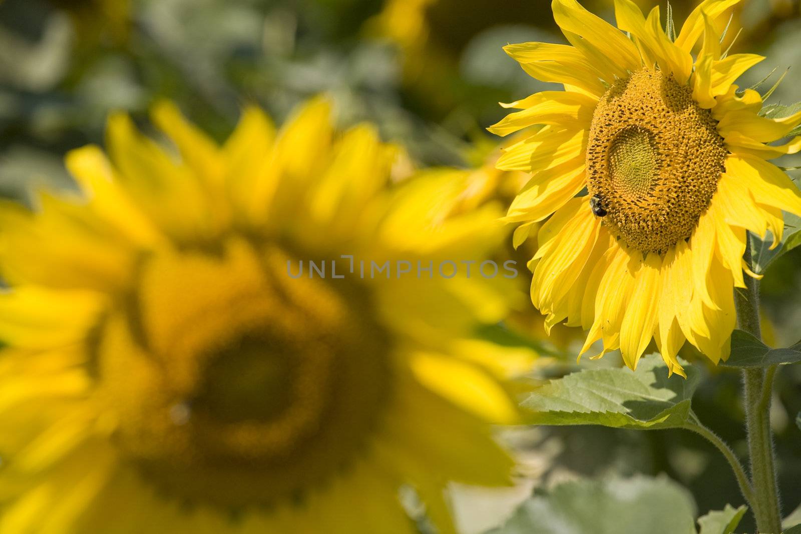 Color Image of bright yellow sun flower with bees