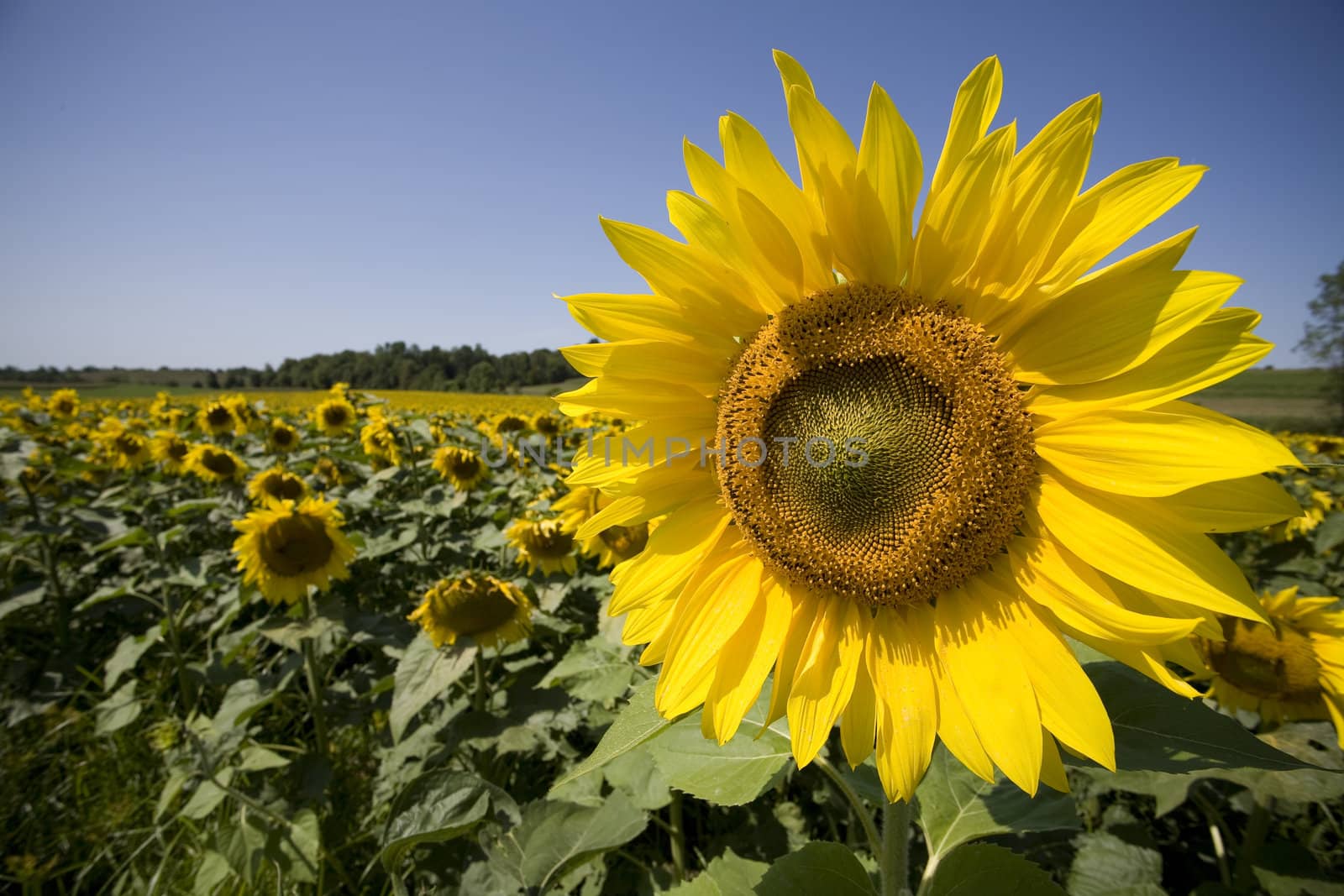 Color Image of bright yellow sun flower