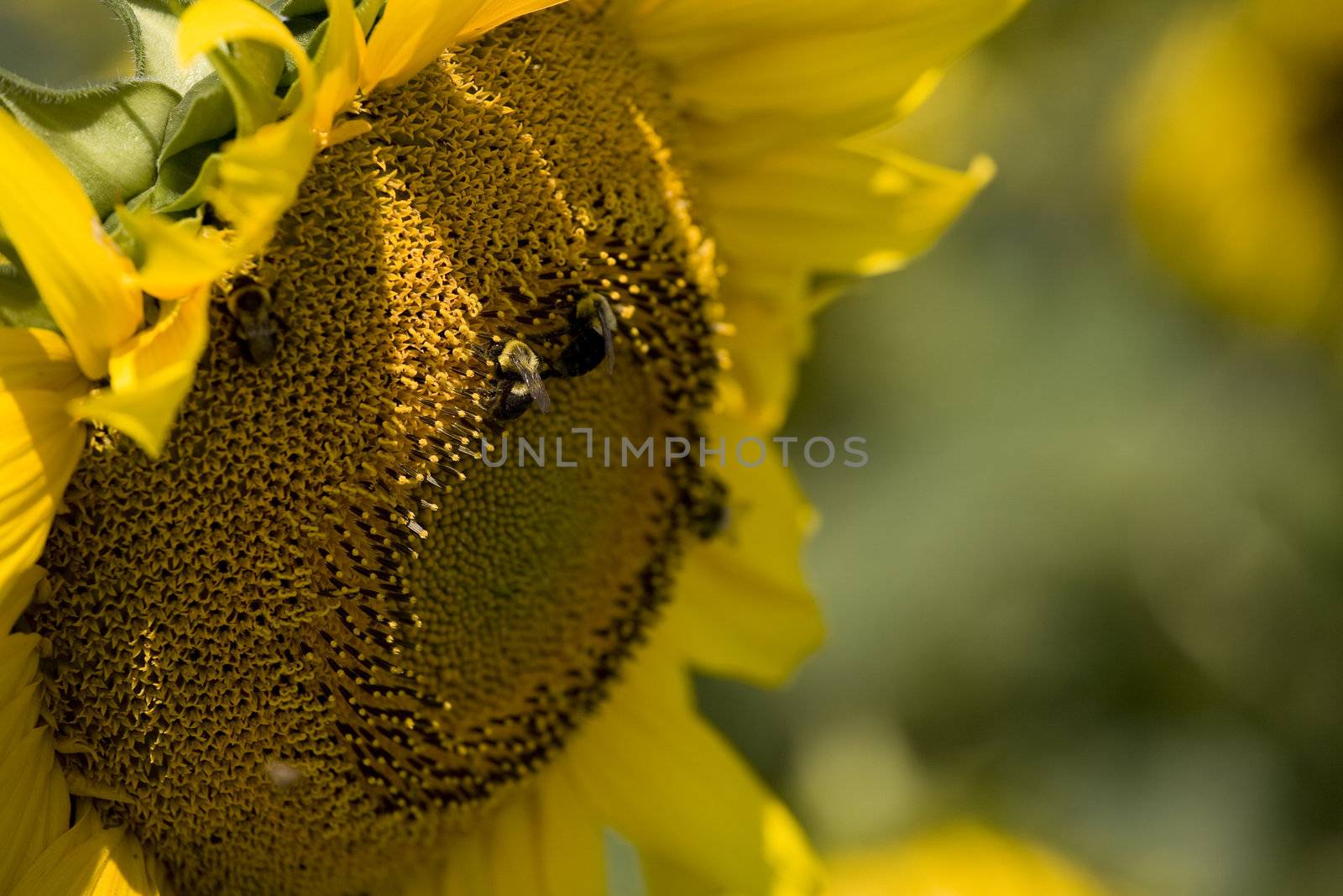 Color Image of bright yellow sun flower with bees