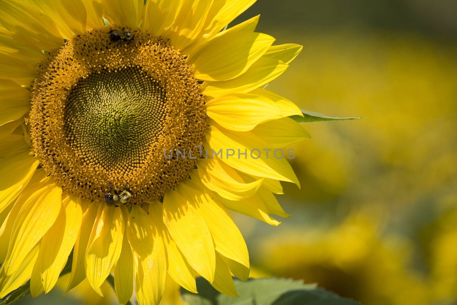 Color Image of bright yellow sun flower with bees