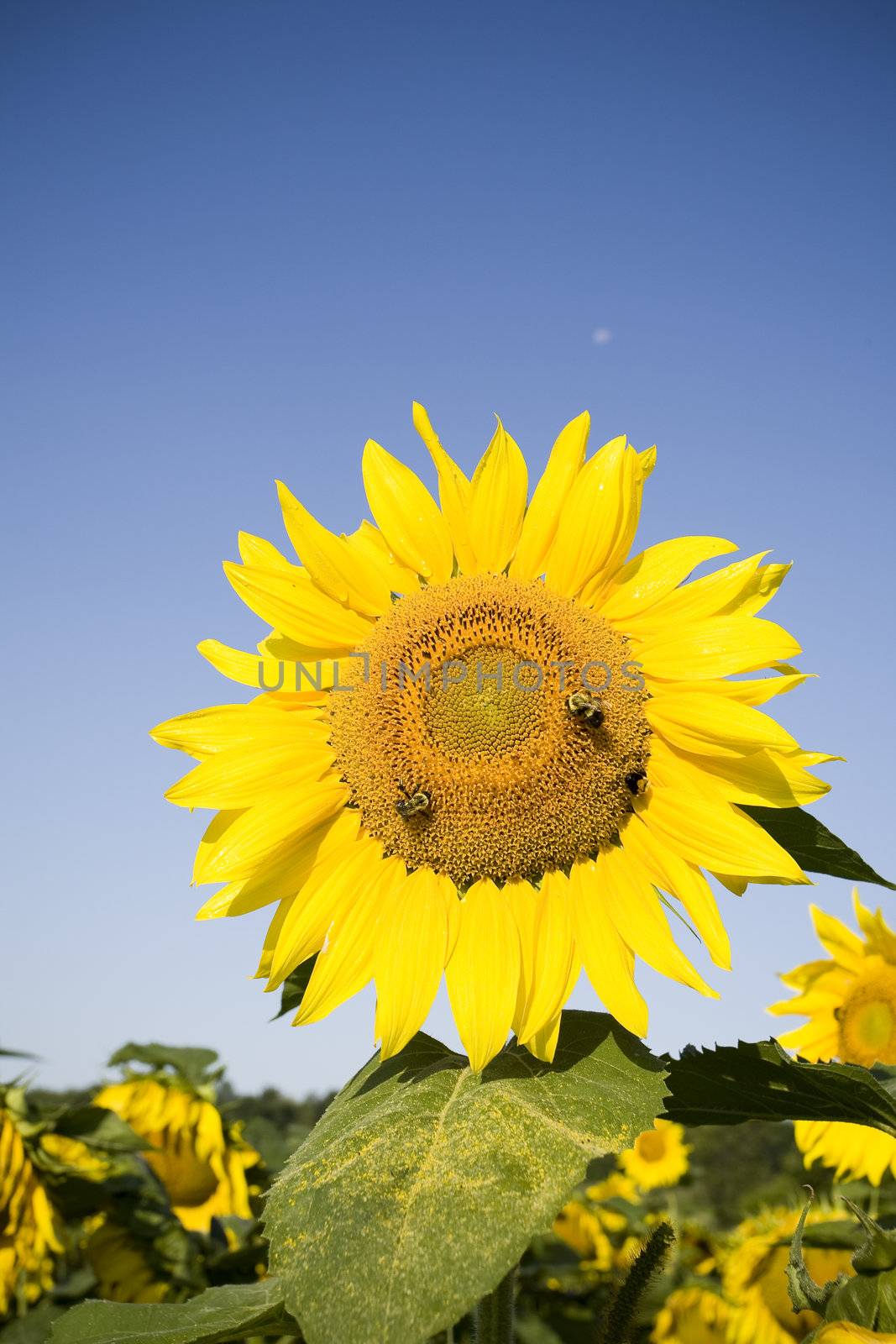 Color Image of bright yellow sun flower with bees