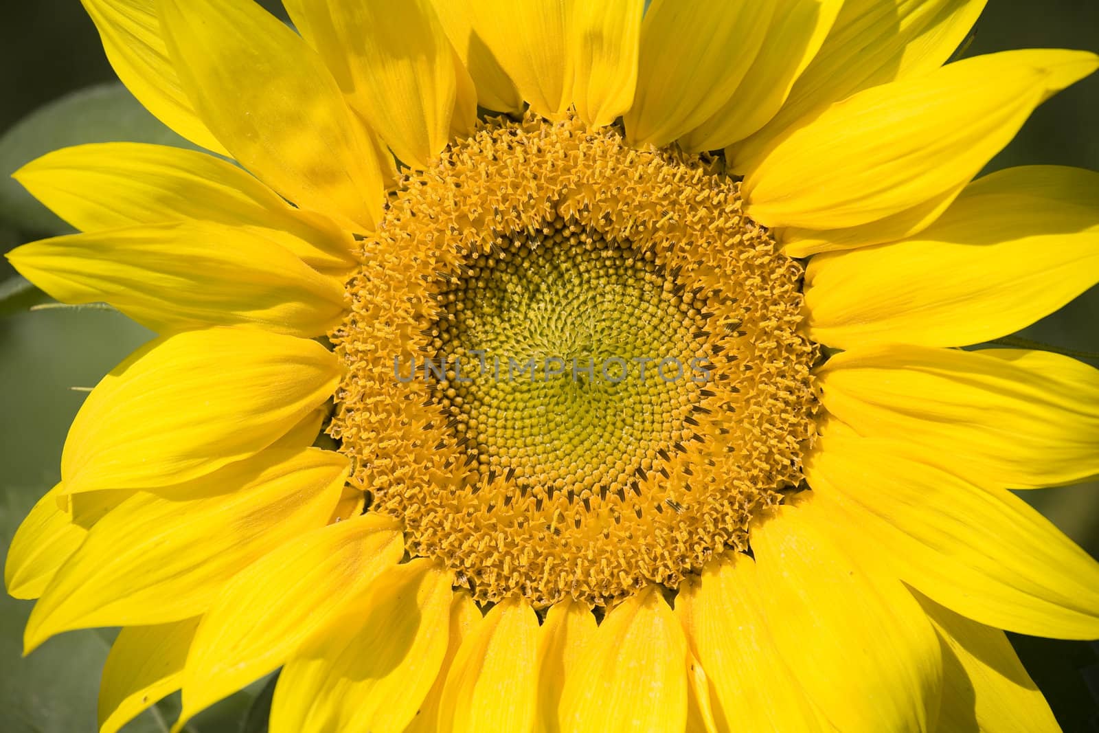 Color Image of bright yellow sun flower