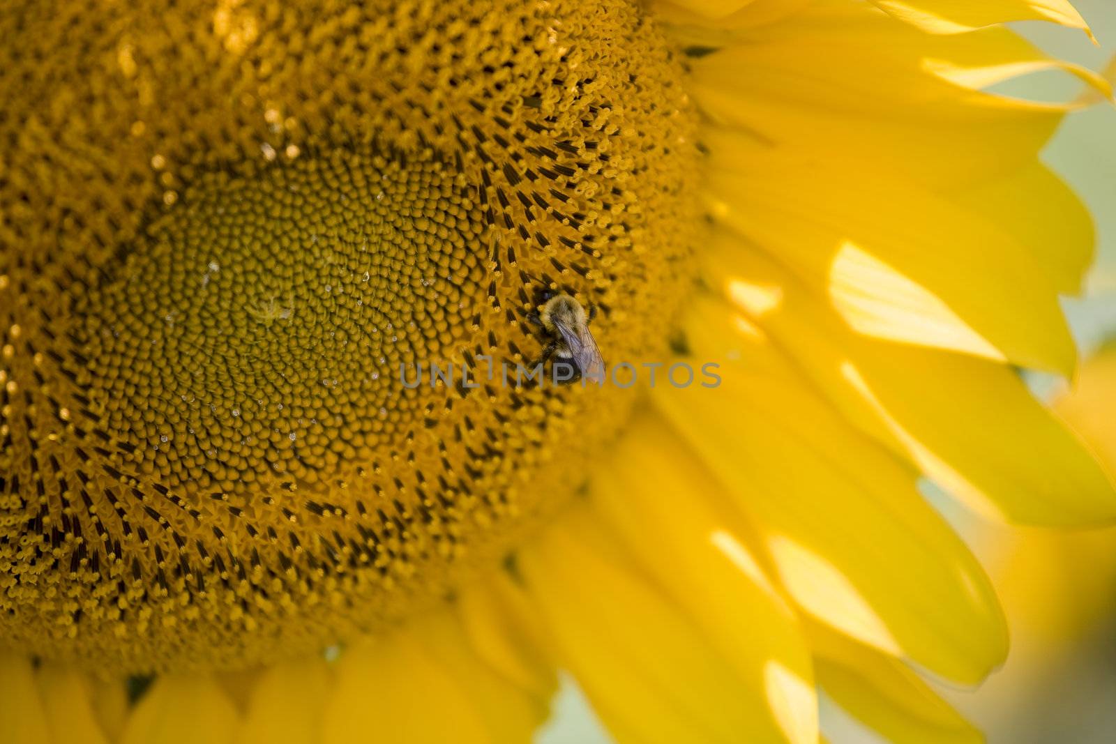 Color Image of bright yellow sun flower with bees