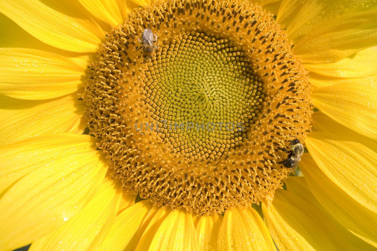 Color Image of bright yellow sun flower with bees