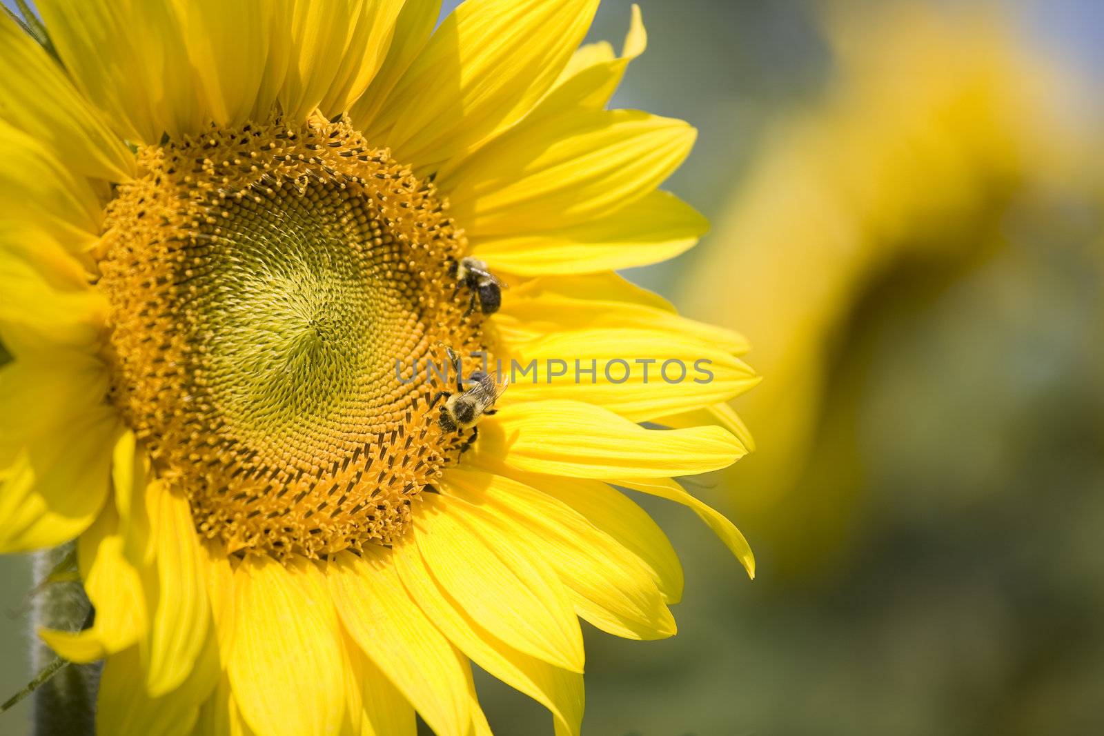 Color Image of bright yellow sun flower with bees