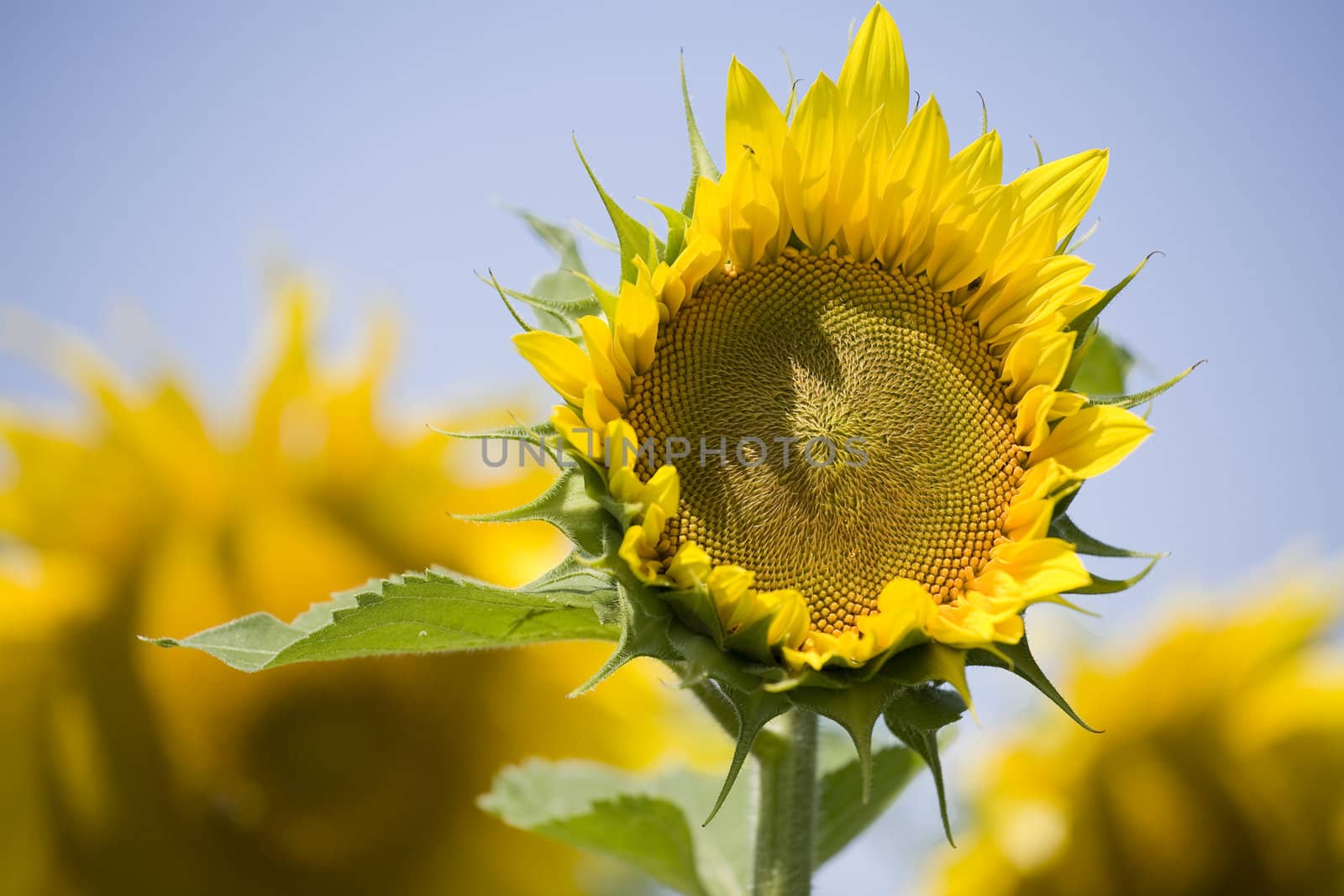 Color Image of bright yellow sun flower