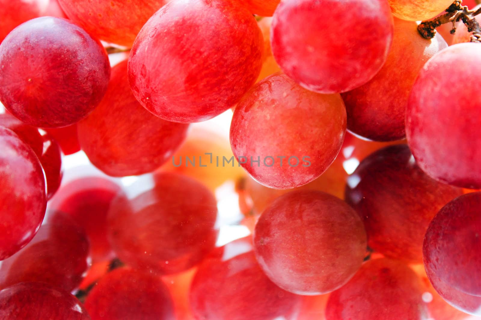 vine, juicy grapes, grape berries large, a reflection of grapes, aromatic grape, a new crop, fresh berries