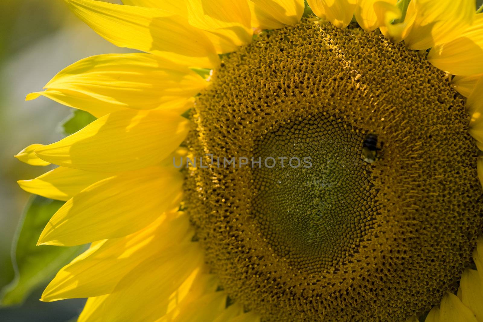 Color Image of bright yellow sun flower with bees