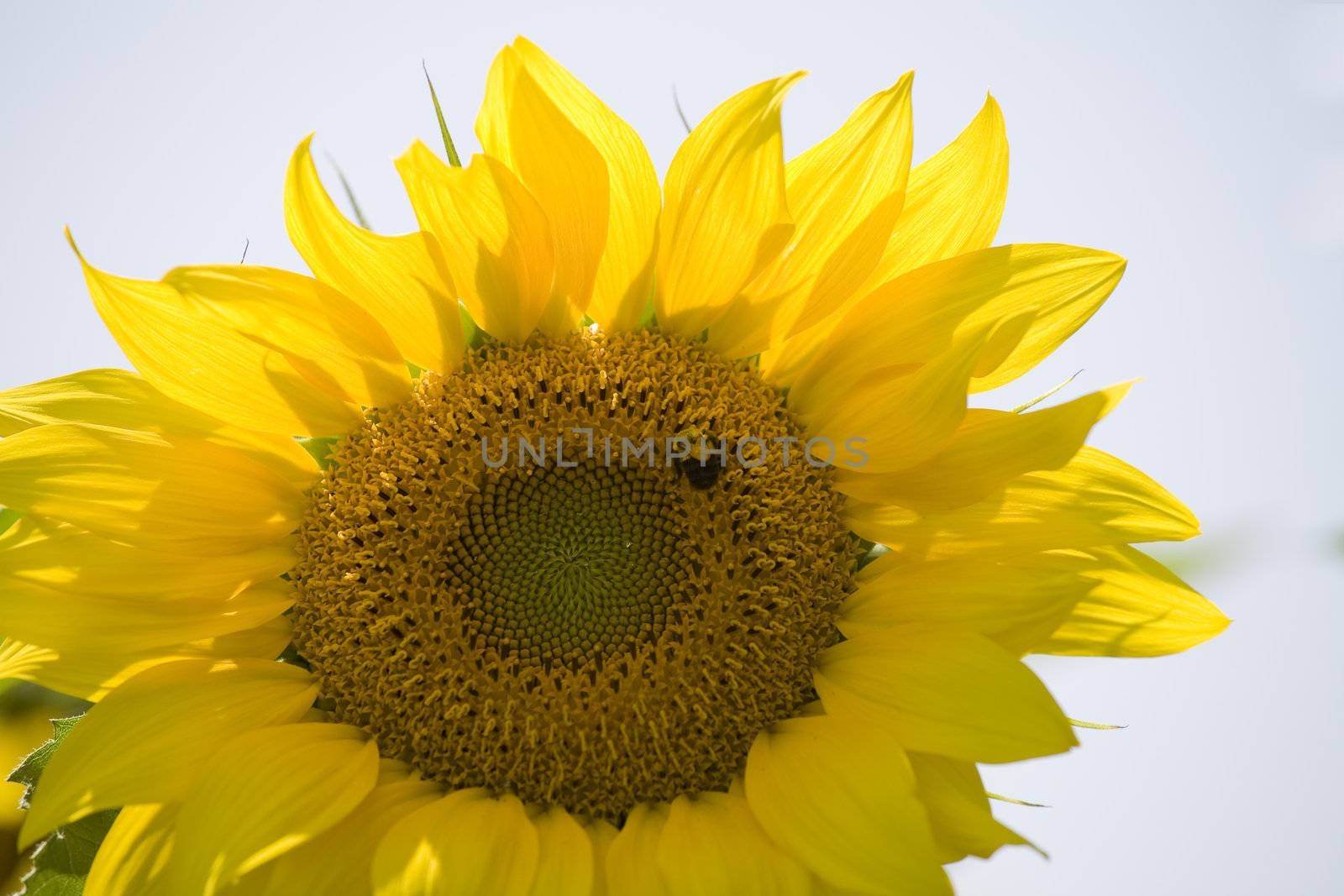 Sunflower by PhotoXite