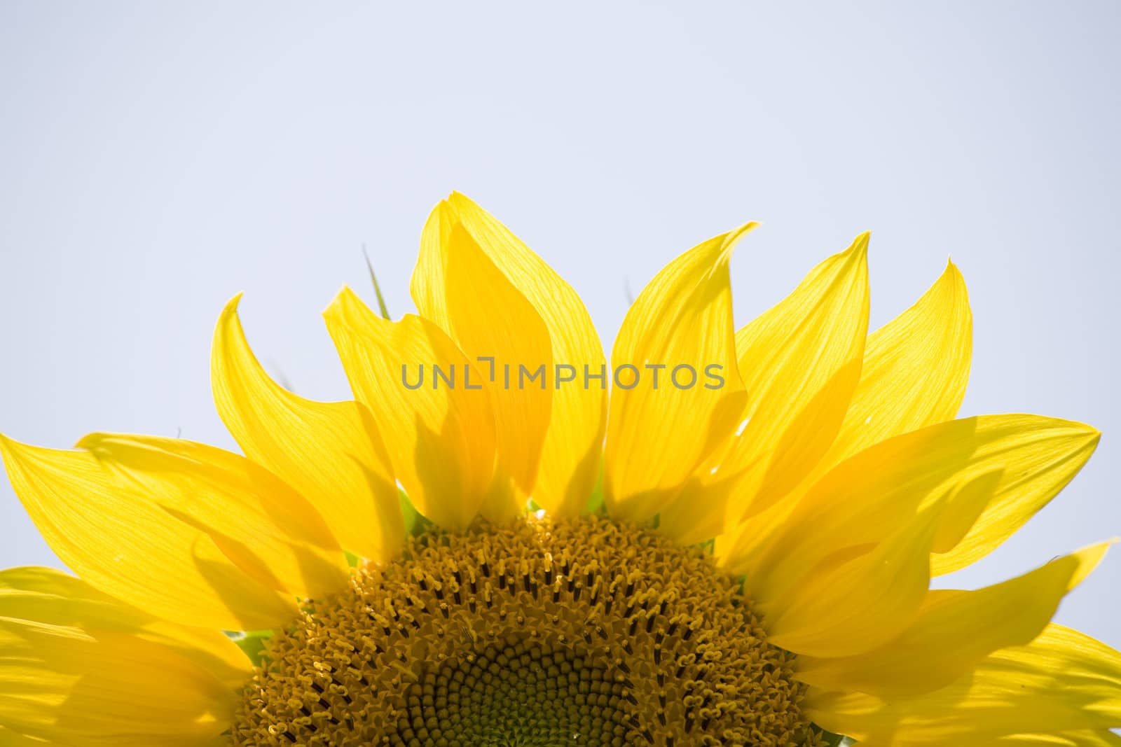 Color Image of bright yellow sun flower