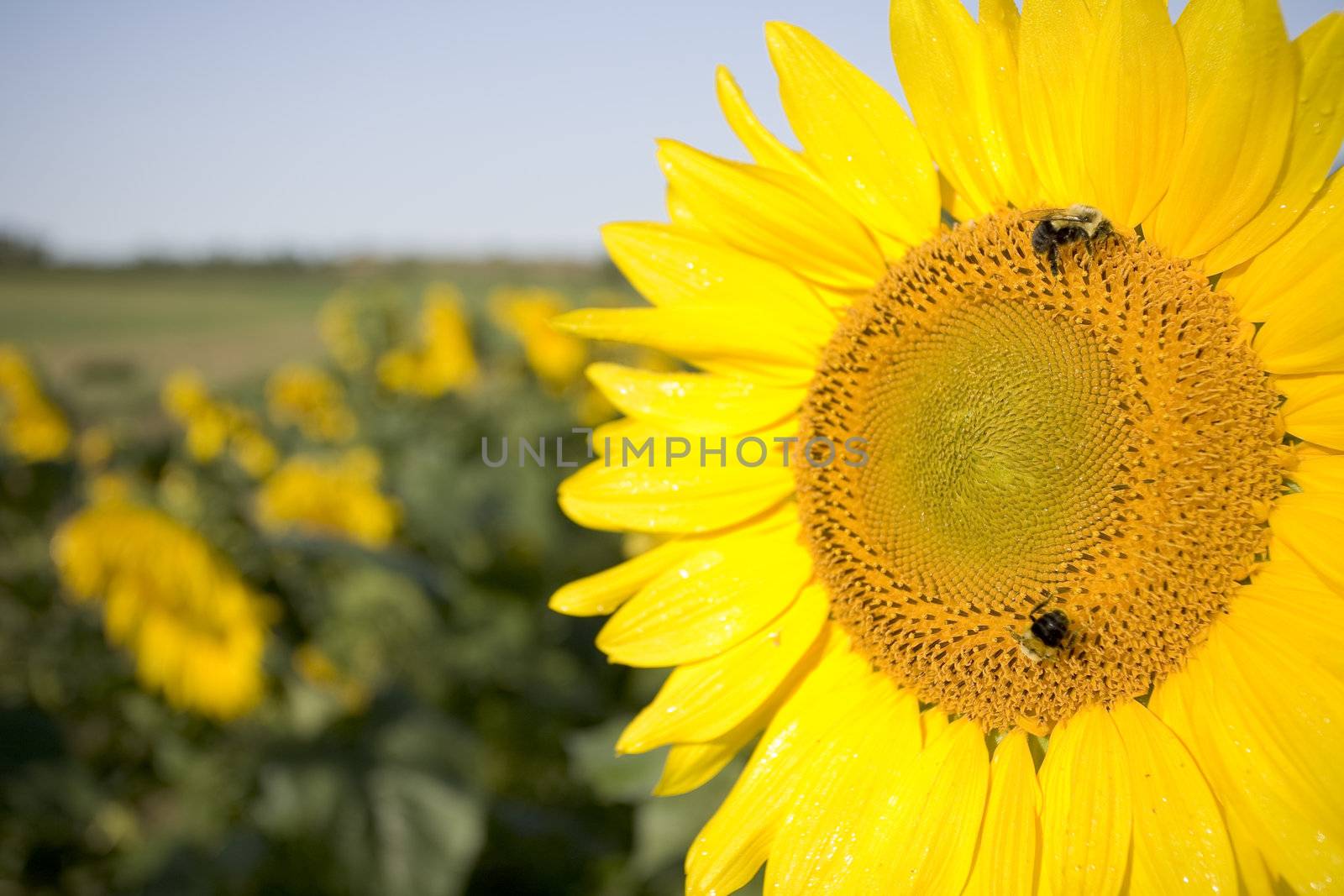 Color Image of bright yellow sun flower with bees