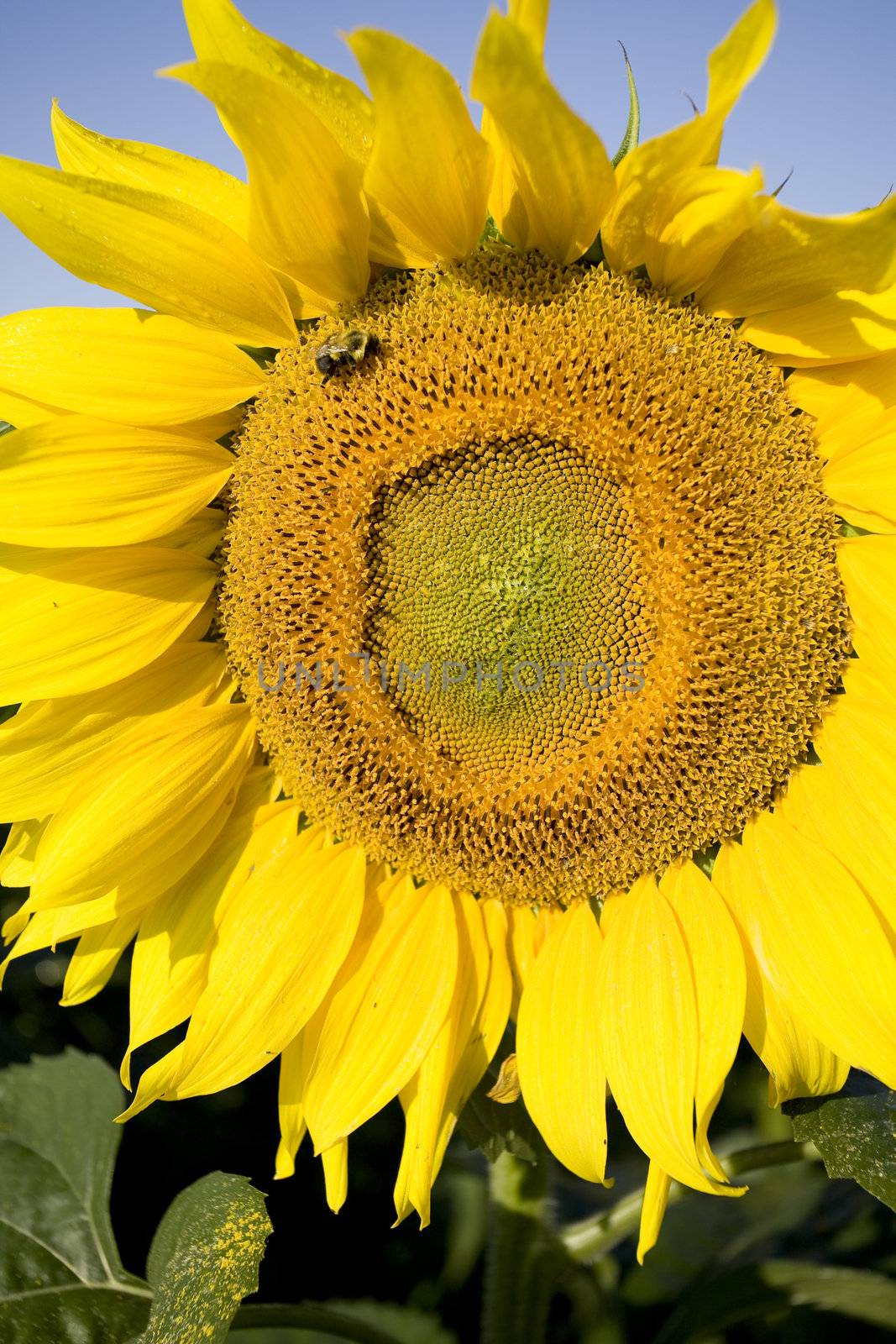 Sunflower by PhotoXite