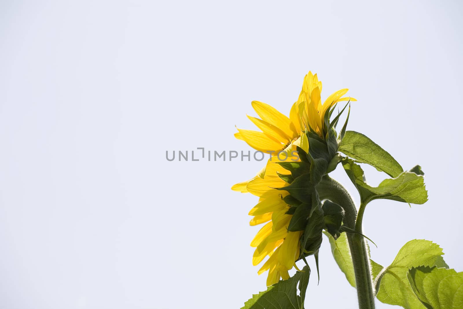 Color Image of bright yellow sun flower