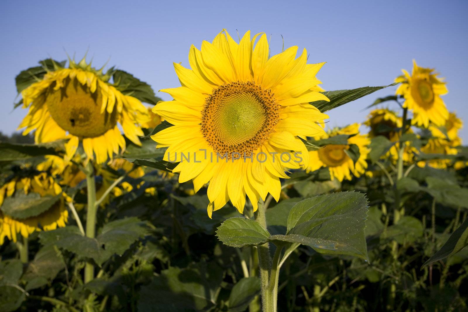 Sunflower by PhotoXite