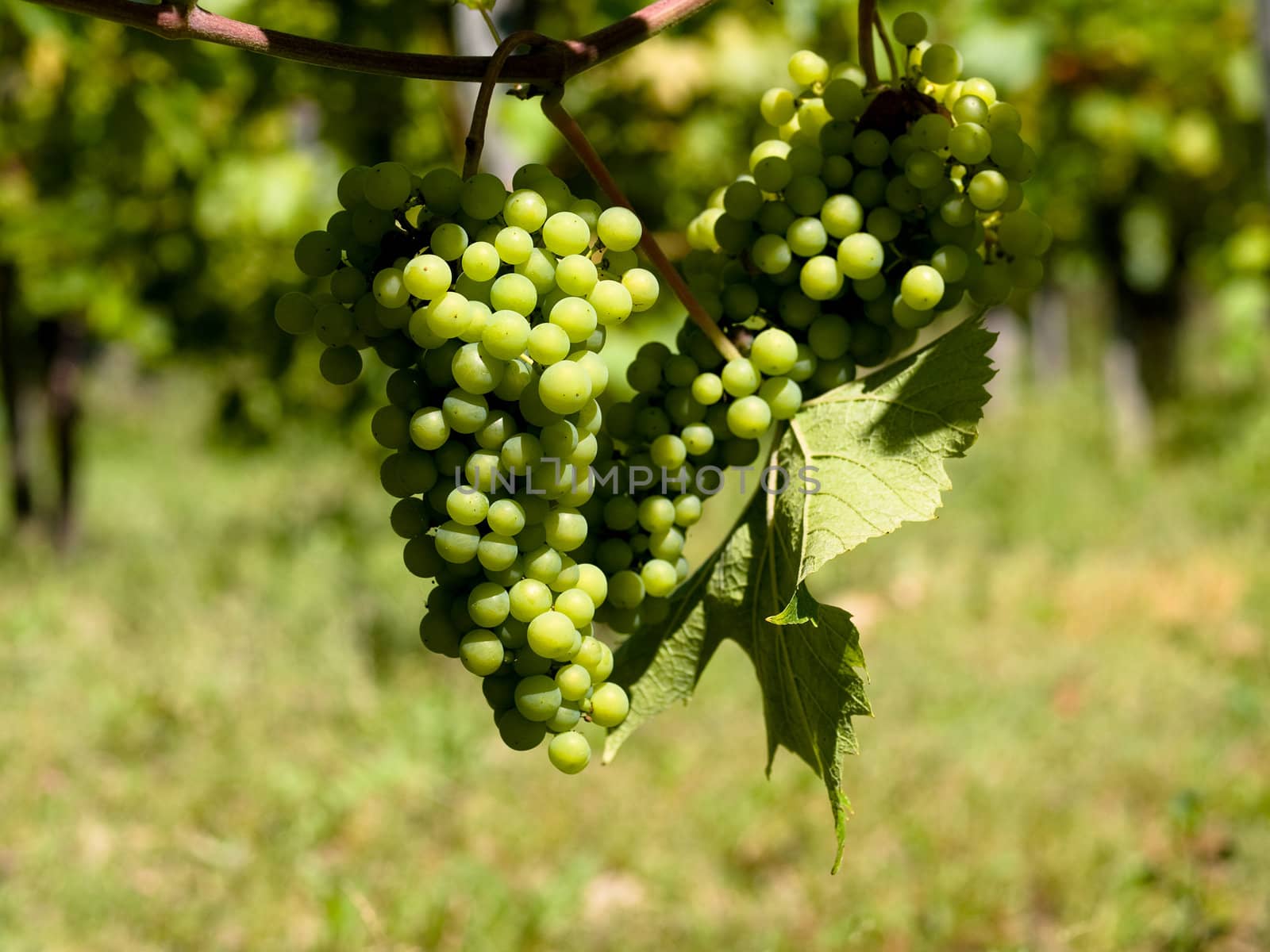 Close up picture of wine grapes in France