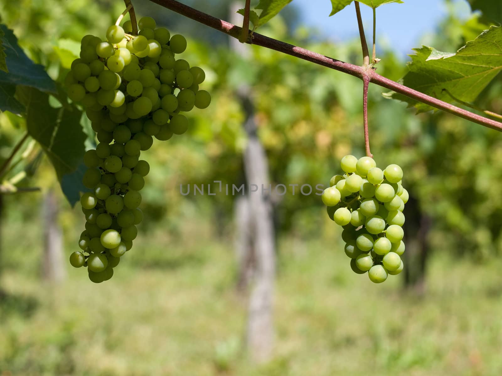 Close up picture of wine grapes in France