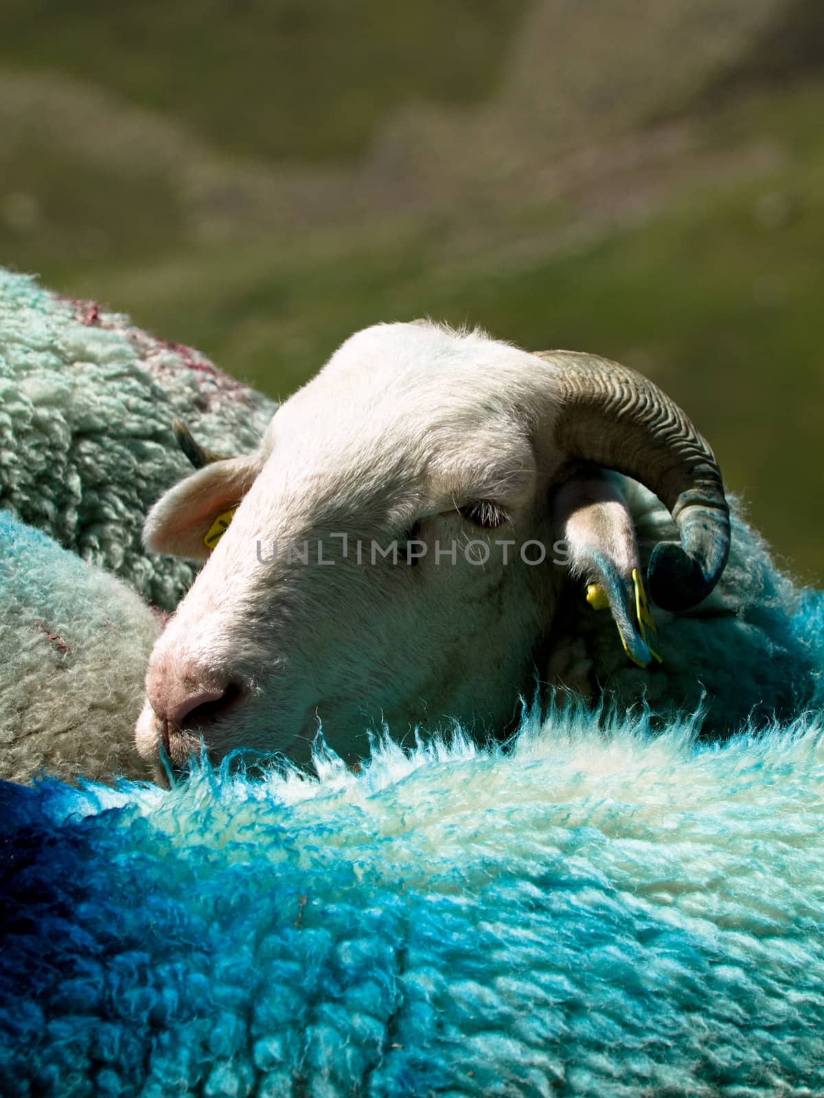 Sheep in French Pyrenees mountains with dyed wool