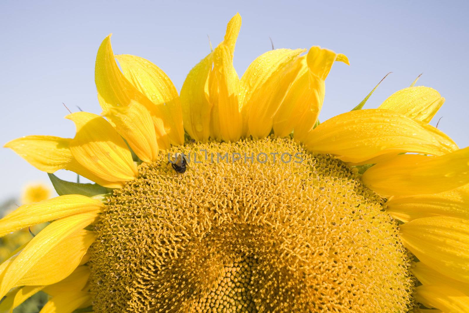 Color Image of bright yellow sun flower with bees