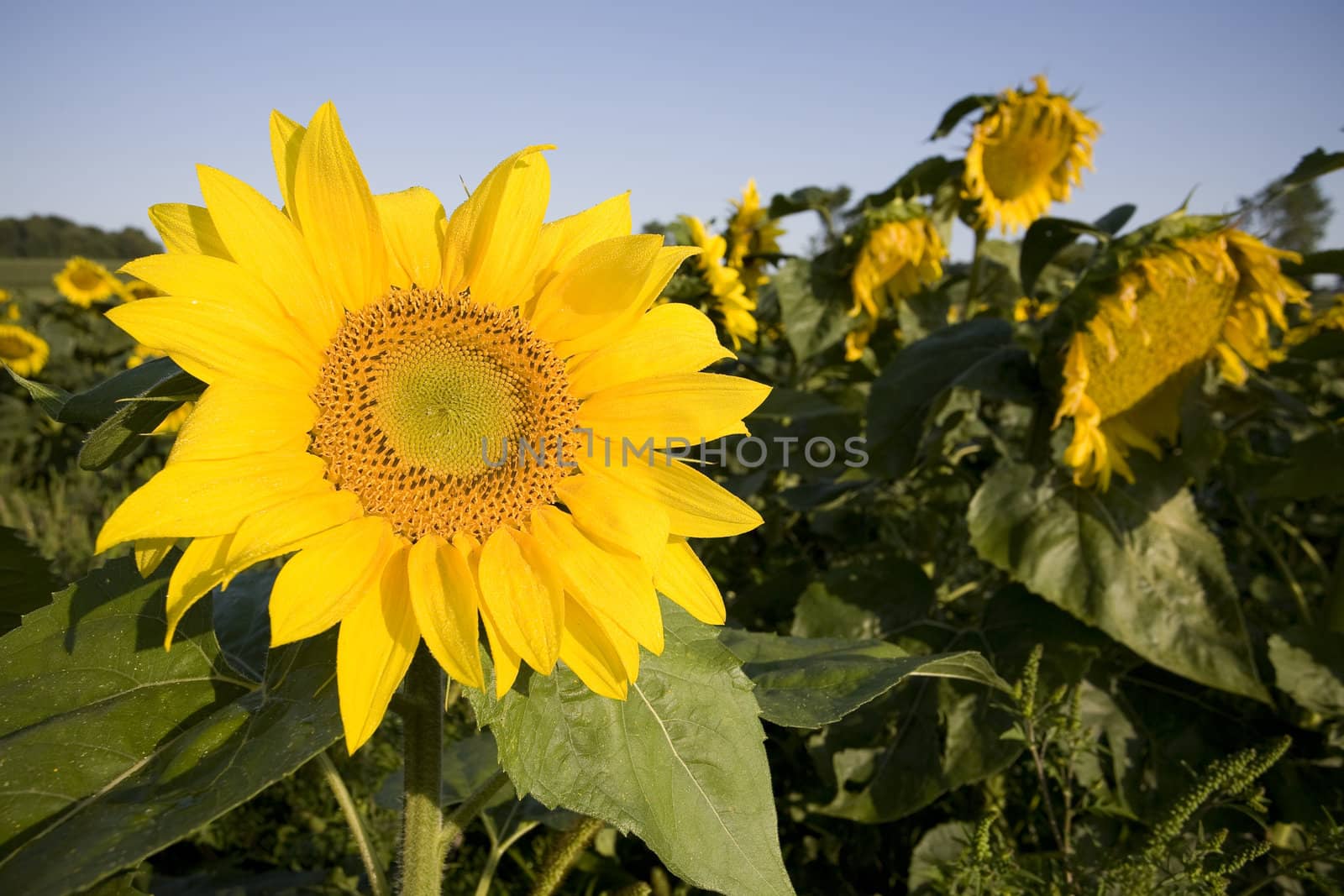 Color Image of bright yellow sun flower