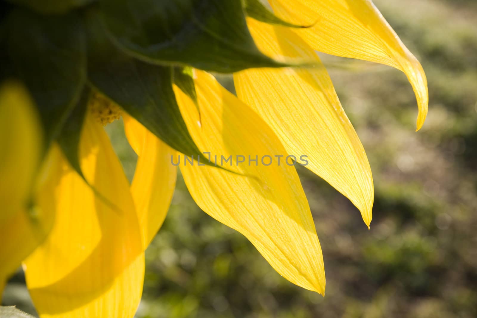 Color Image of bright yellow sun flower