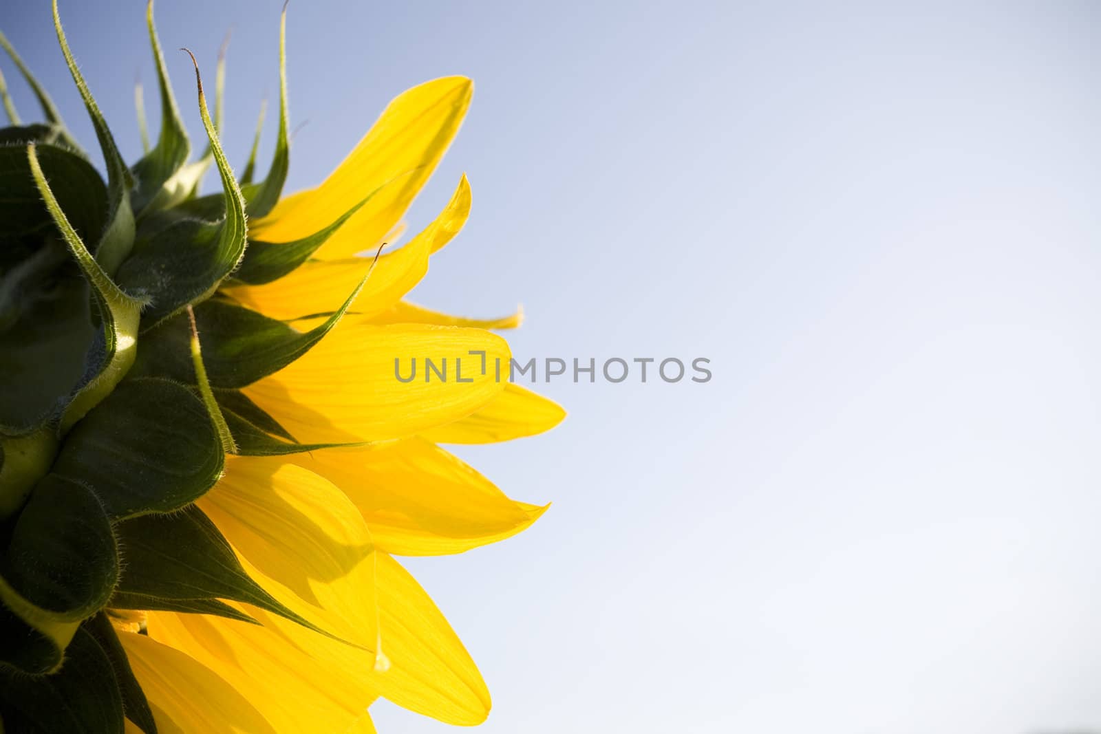 Color Image of bright yellow sun flower