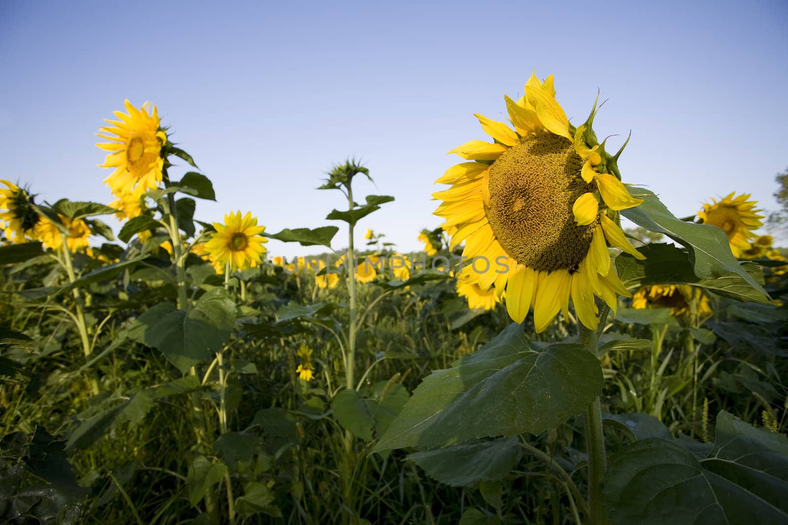 Color Image of bright yellow sun flowers in a field