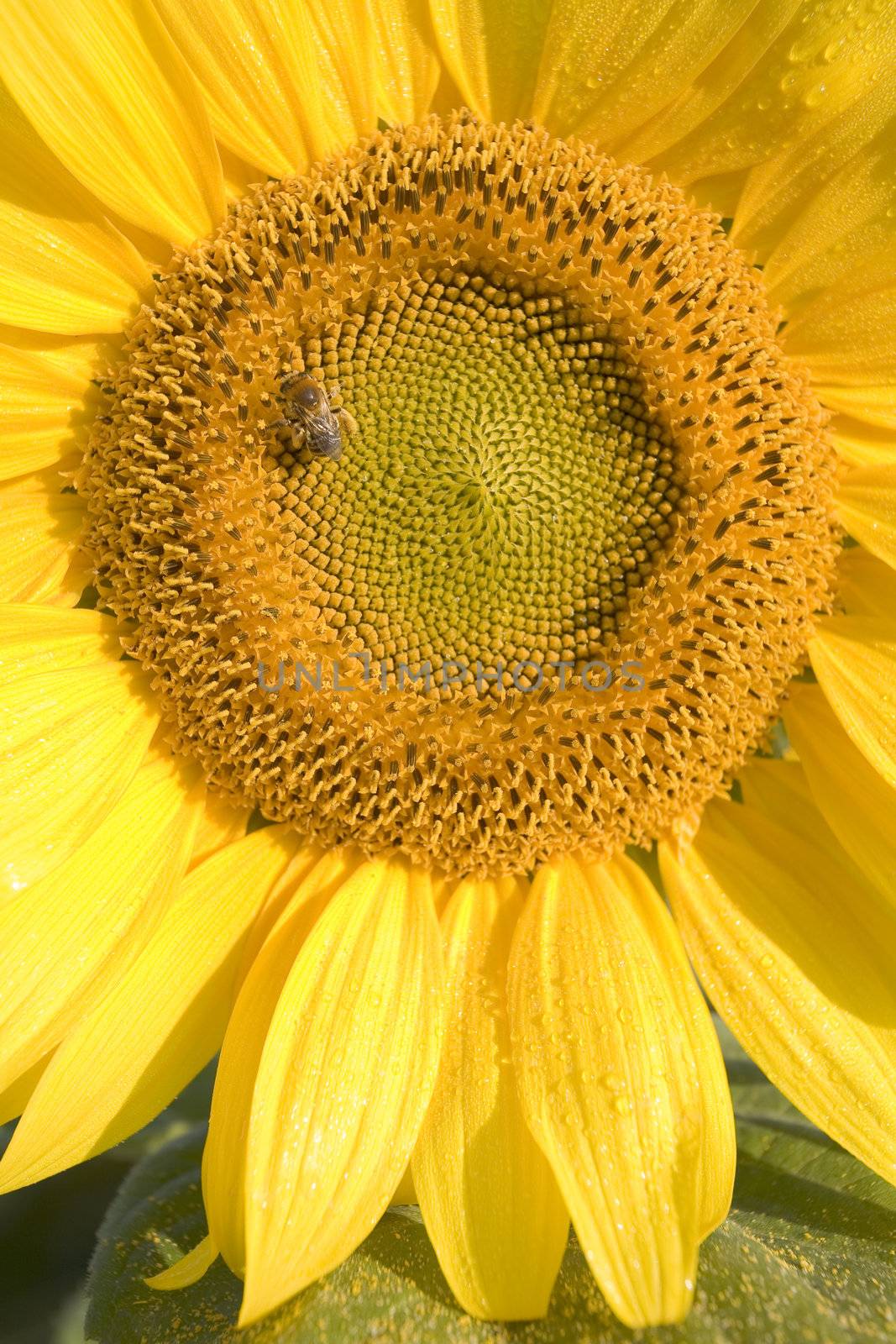 Color Image of bright yellow sun flower with bees