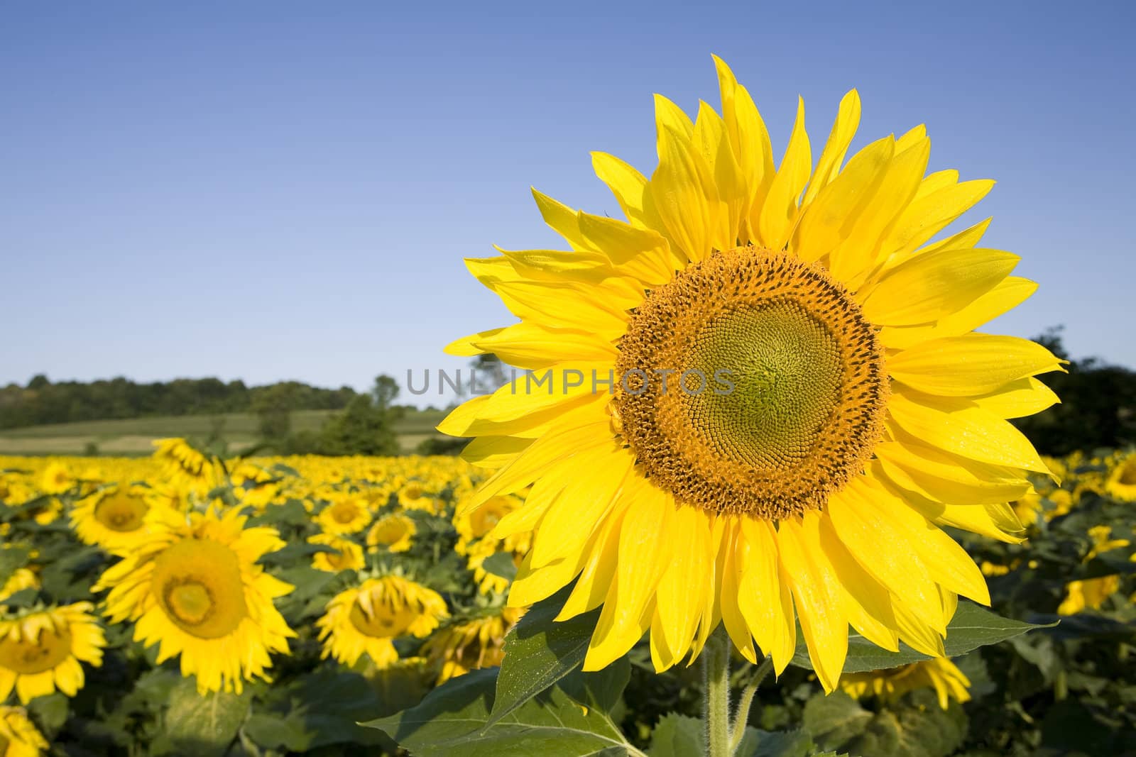 Color Image of bright yellow sun flower