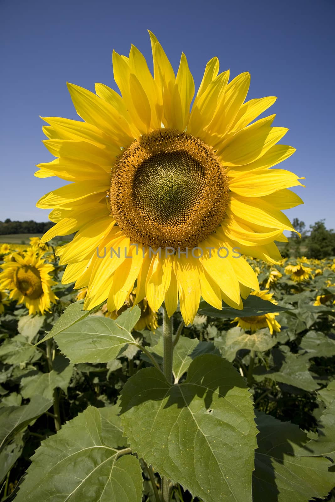 Color Image of bright yellow sun flower