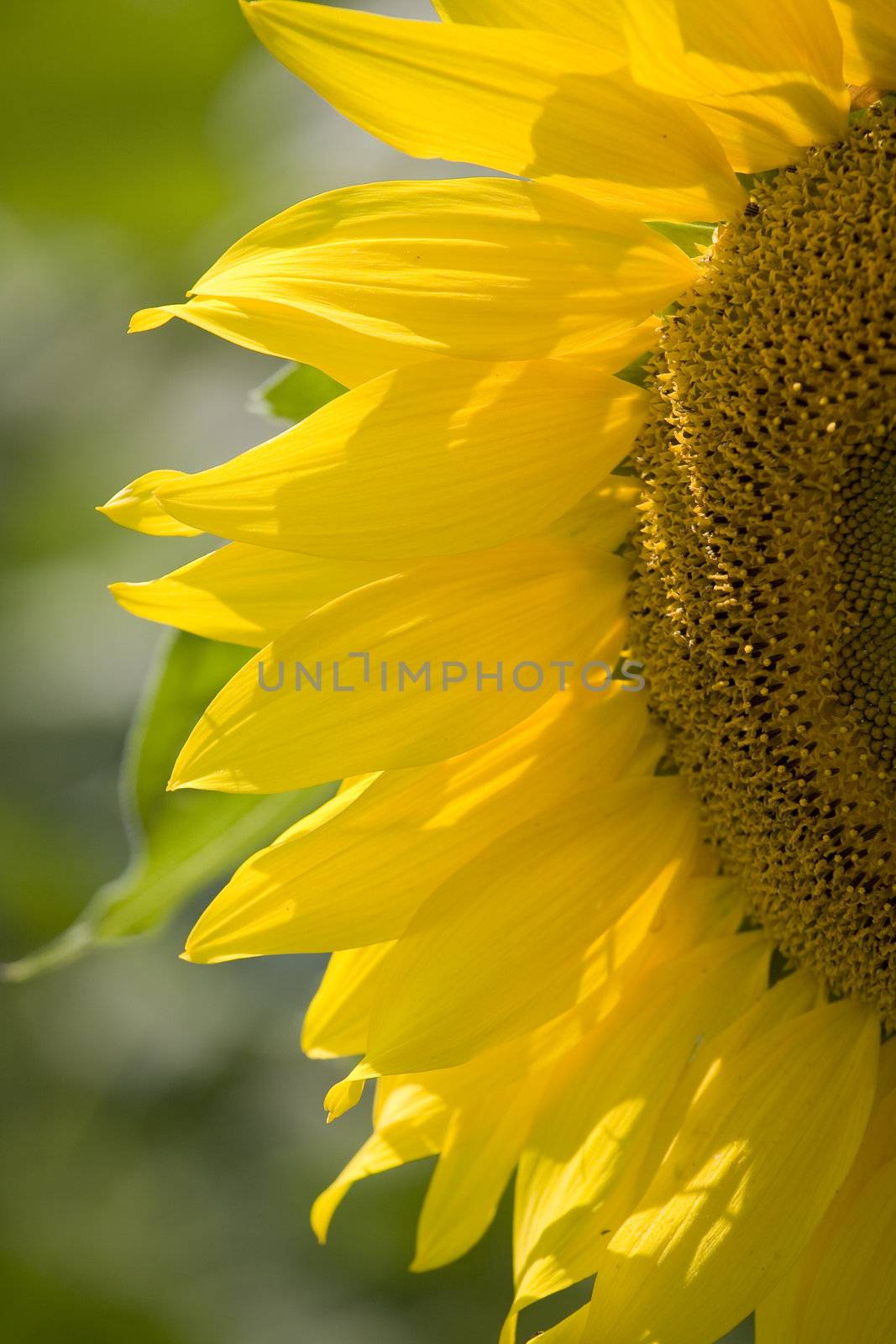 Color Image of bright yellow sun flower with bees