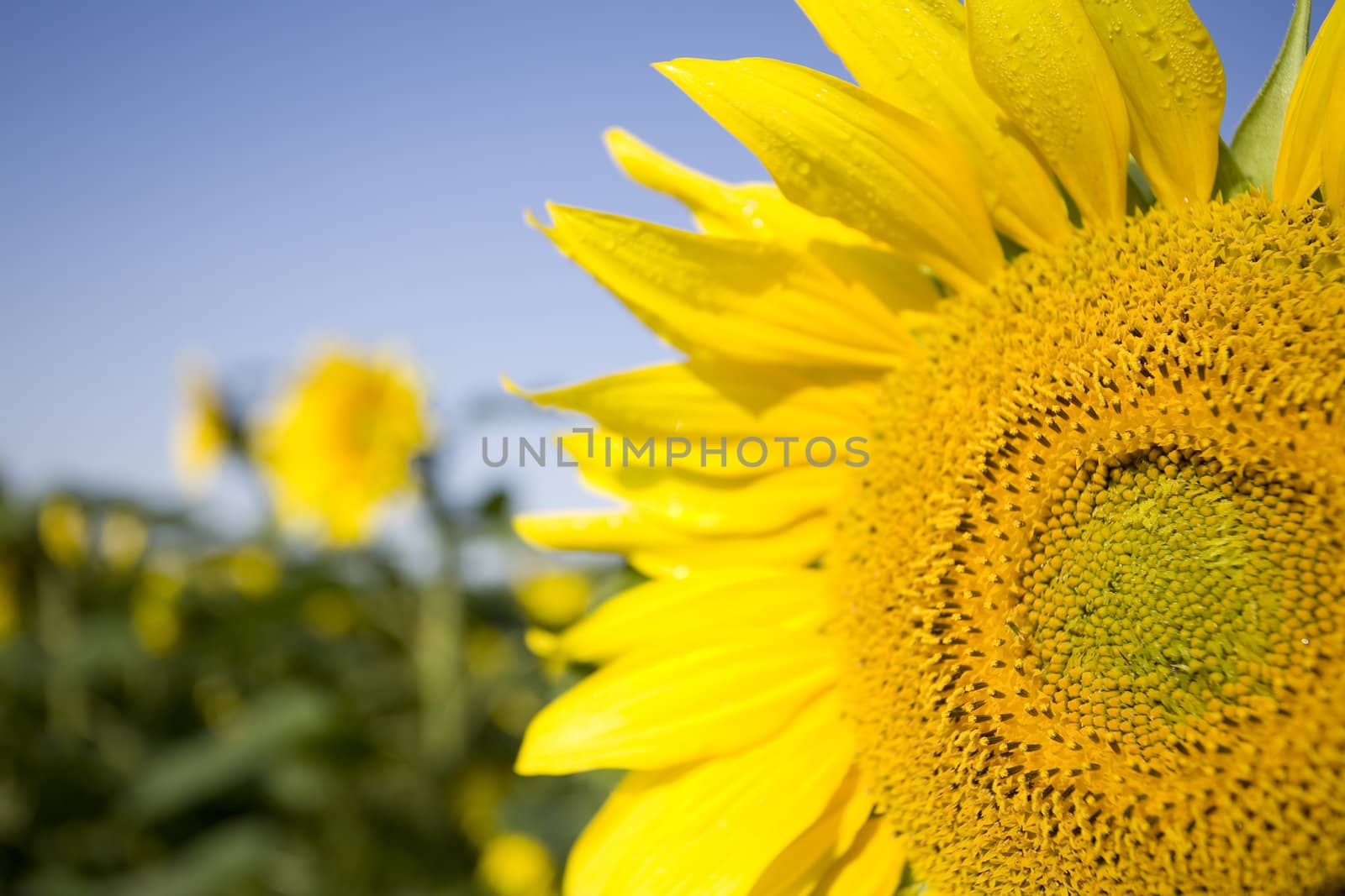 Color Image of bright yellow sun flower