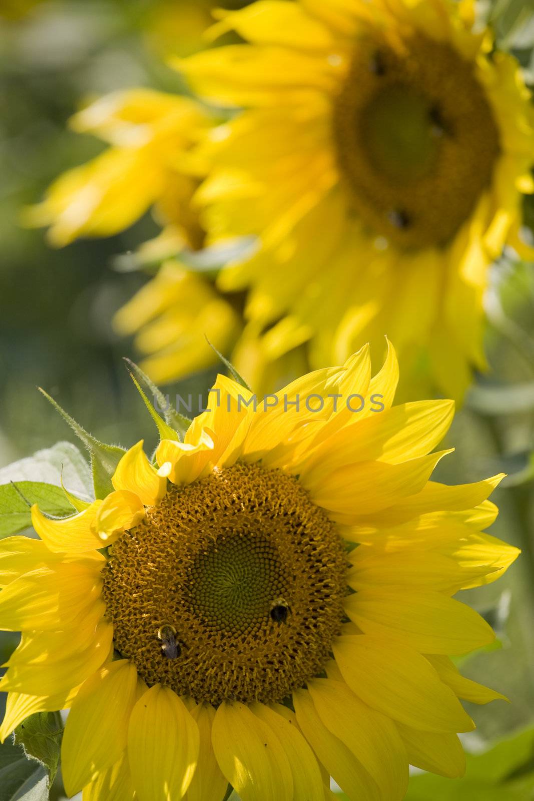 Color Image of bright yellow sun flower with bees