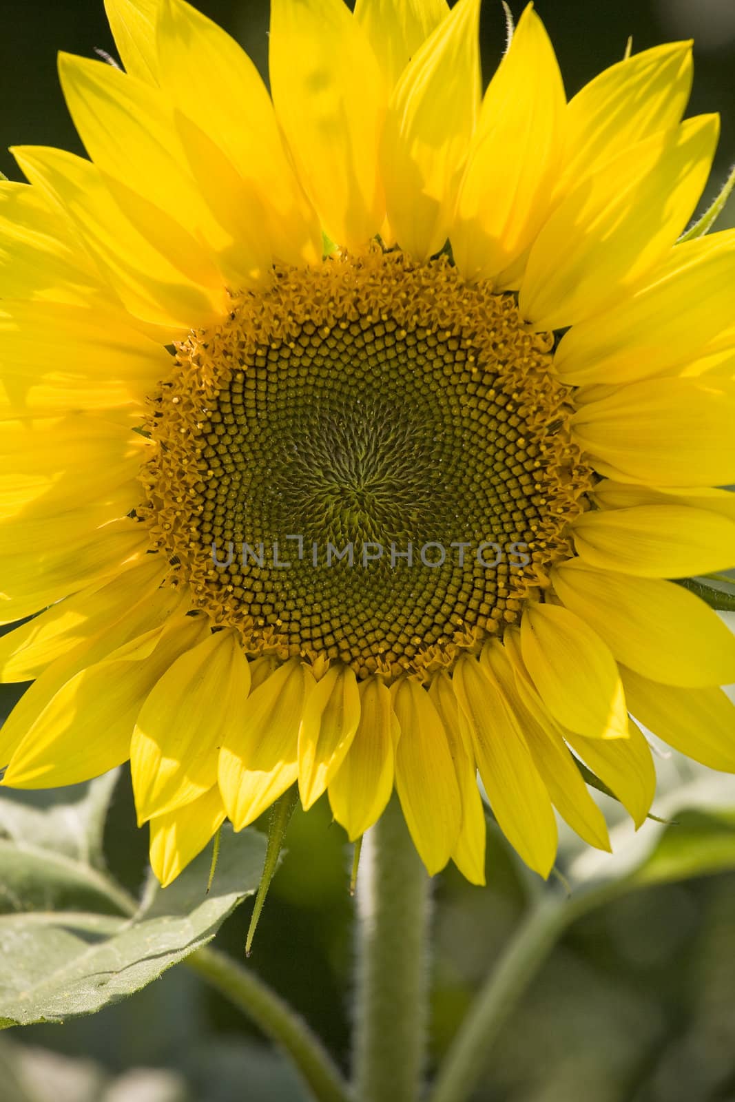 Color Image of bright yellow sun flower