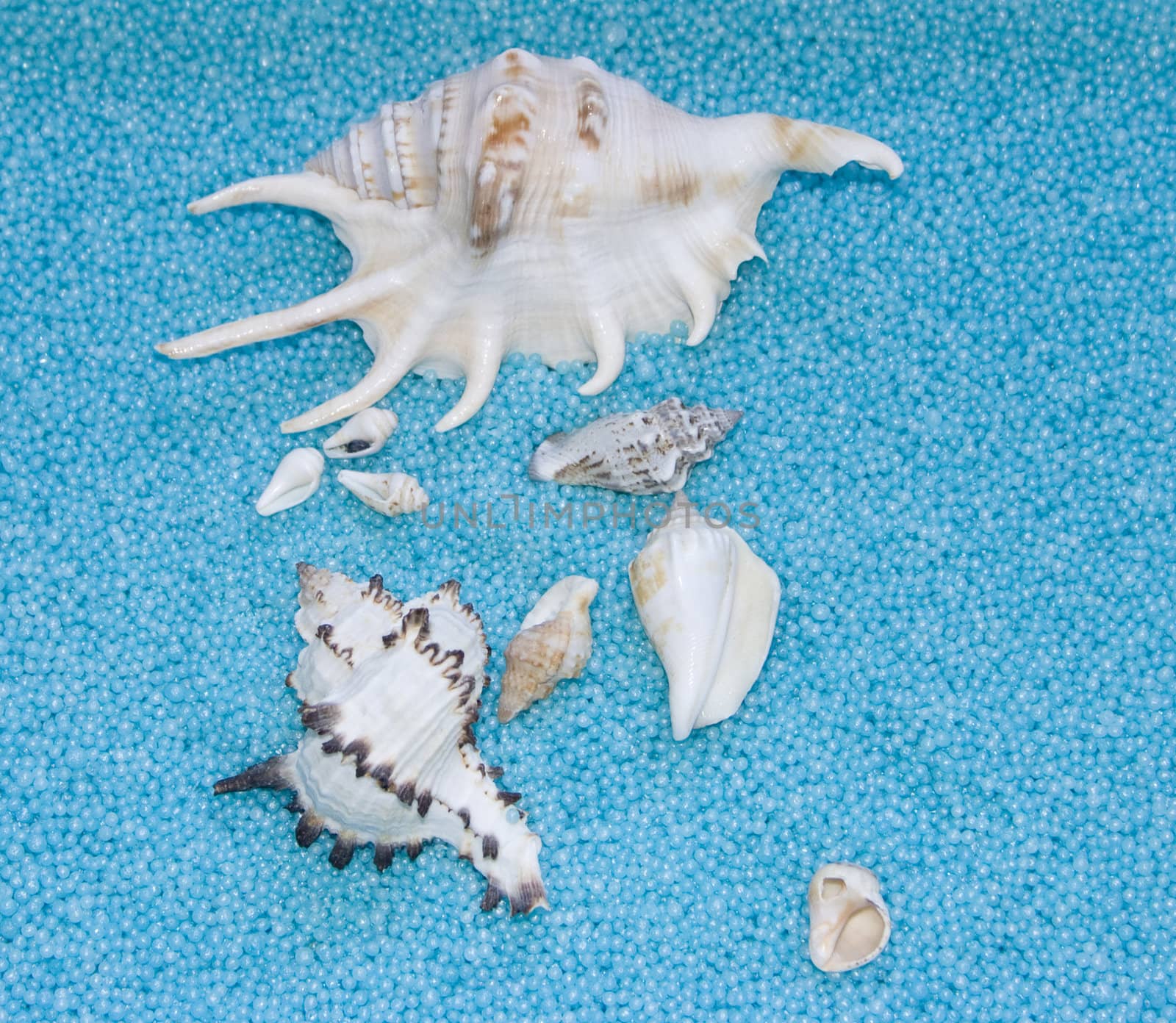 The image of cockleshells on a blue background