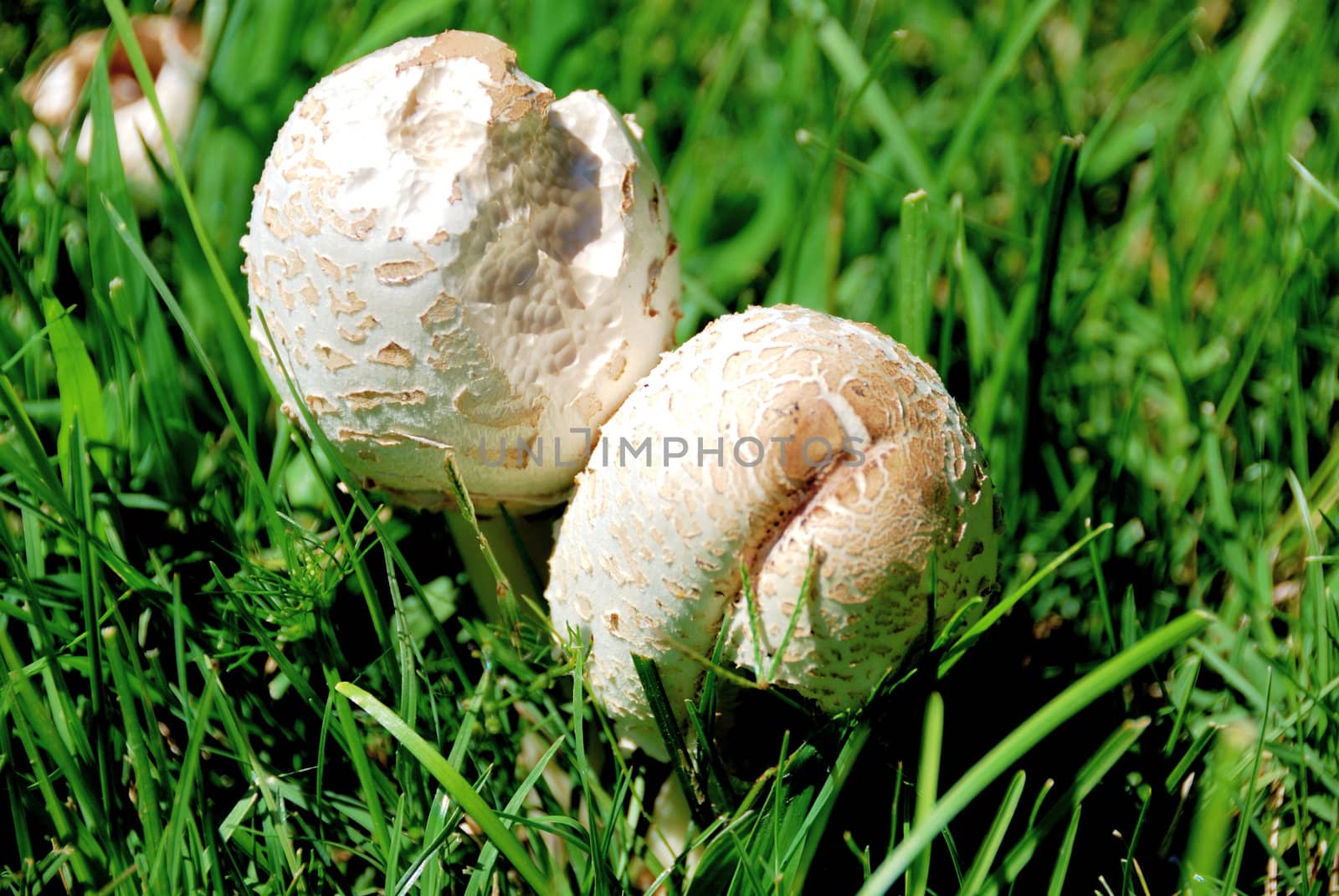 Two White Mushrooms in Green Grass