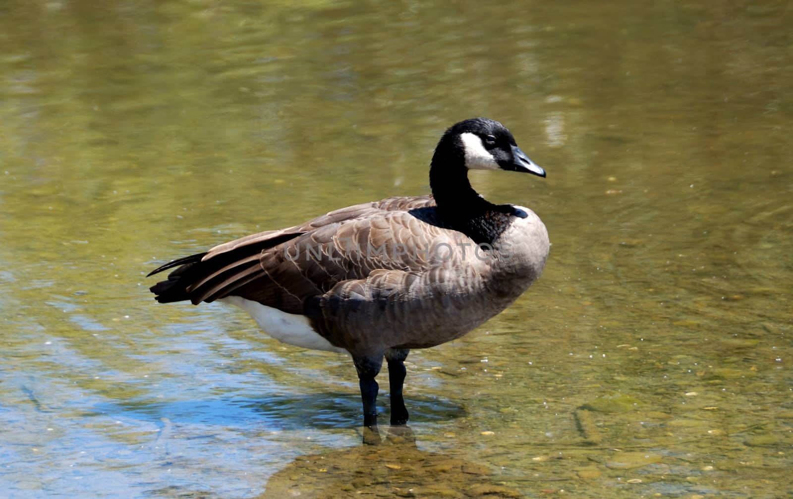 Cackling Canadian goose standing in shallow water
