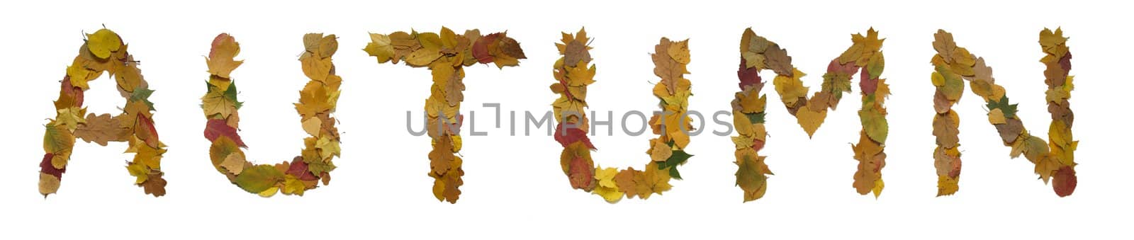 Word "autumn" made from yellow leaves