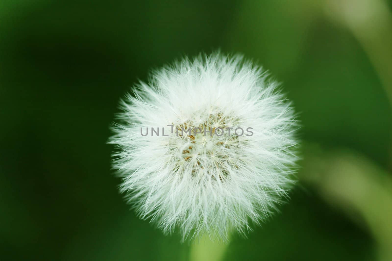 Dandelion against a soft and blurry green background